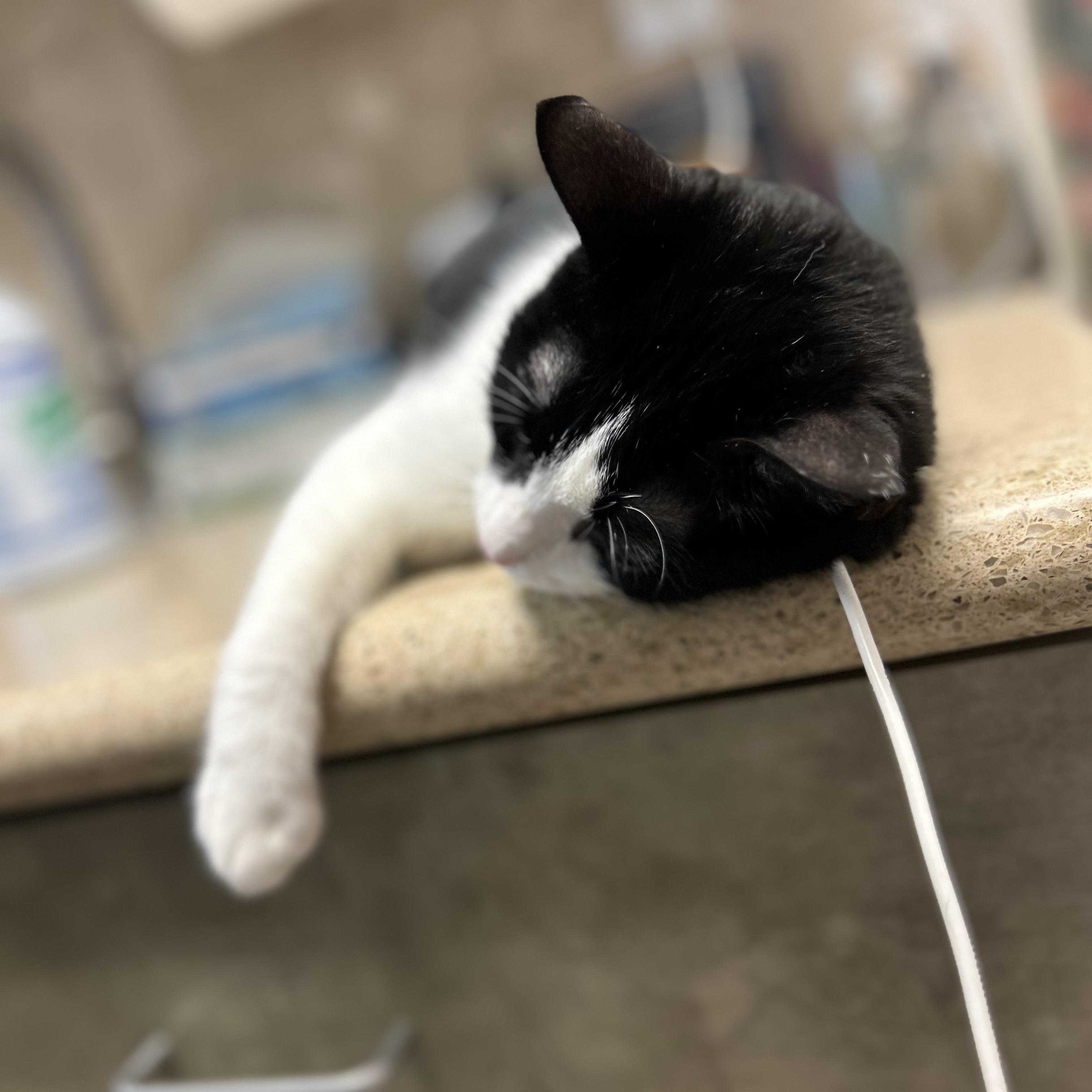 Enlarge Panda, a Adoptable American Shorthair in Seguin, TX image 4/5