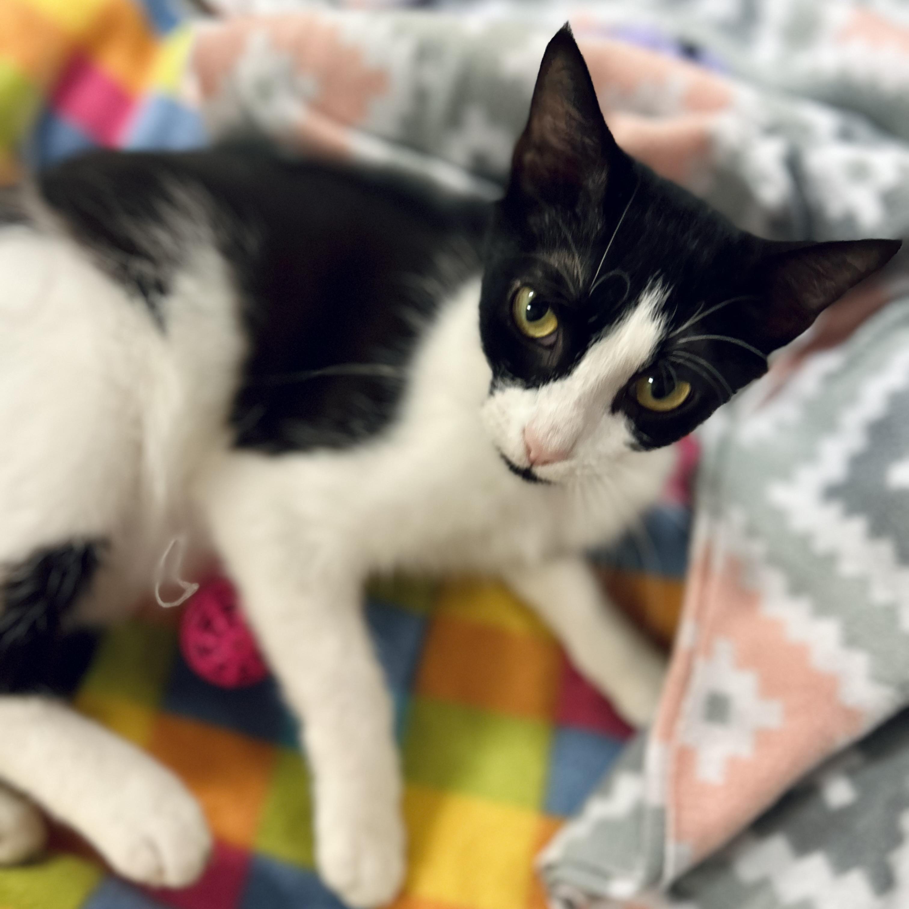 Enlarge Panda, a Adoptable American Shorthair in Seguin, TX image 5/5