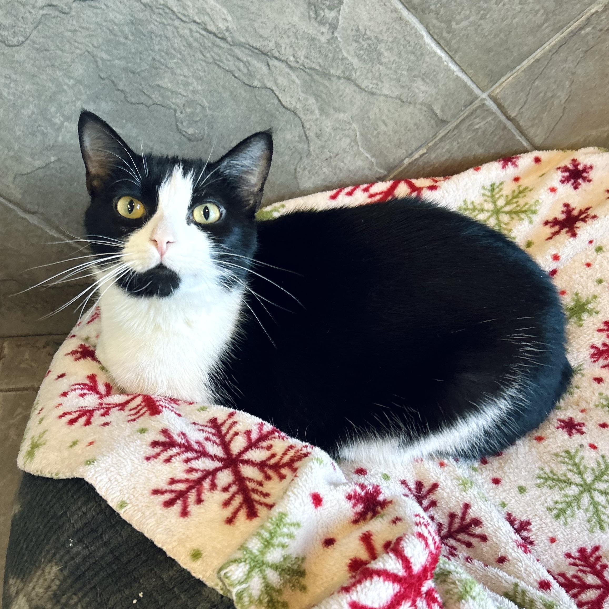 Enlarge Panda, a Adoptable American Shorthair in Seguin, TX image 1/5
