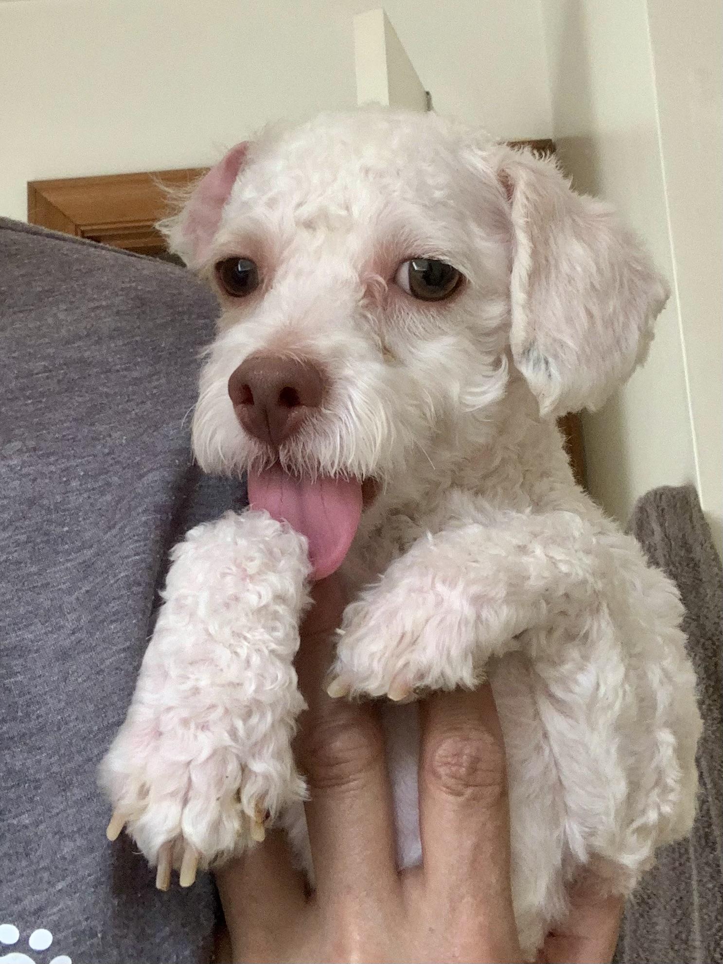 Enlarge Peppy , a ADOPTABLE Poodle (Toy) in Richmond, VA image 2/4