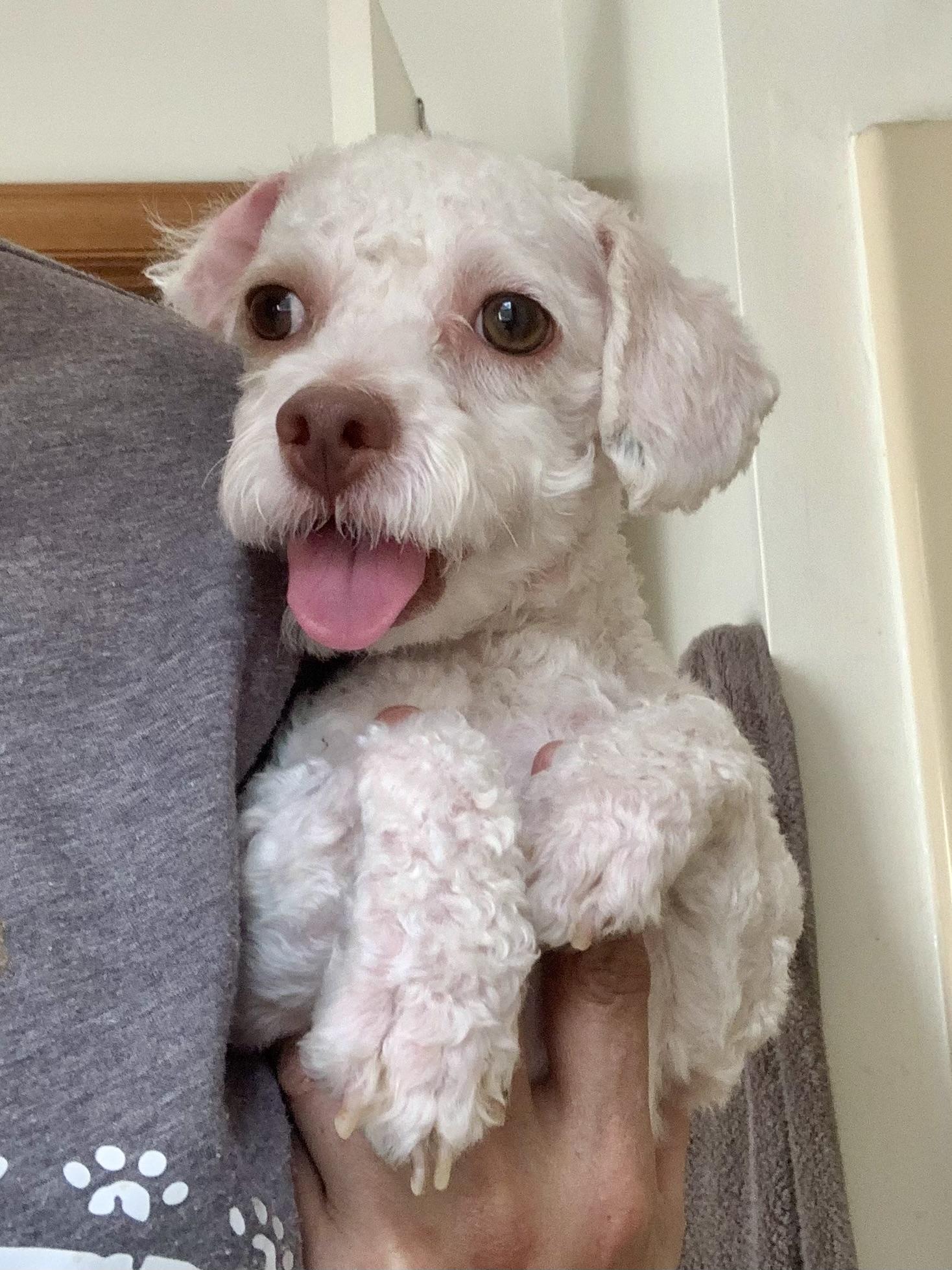 Enlarge Peppy , a ADOPTABLE Poodle (Toy) in Richmond, VA image 4/4