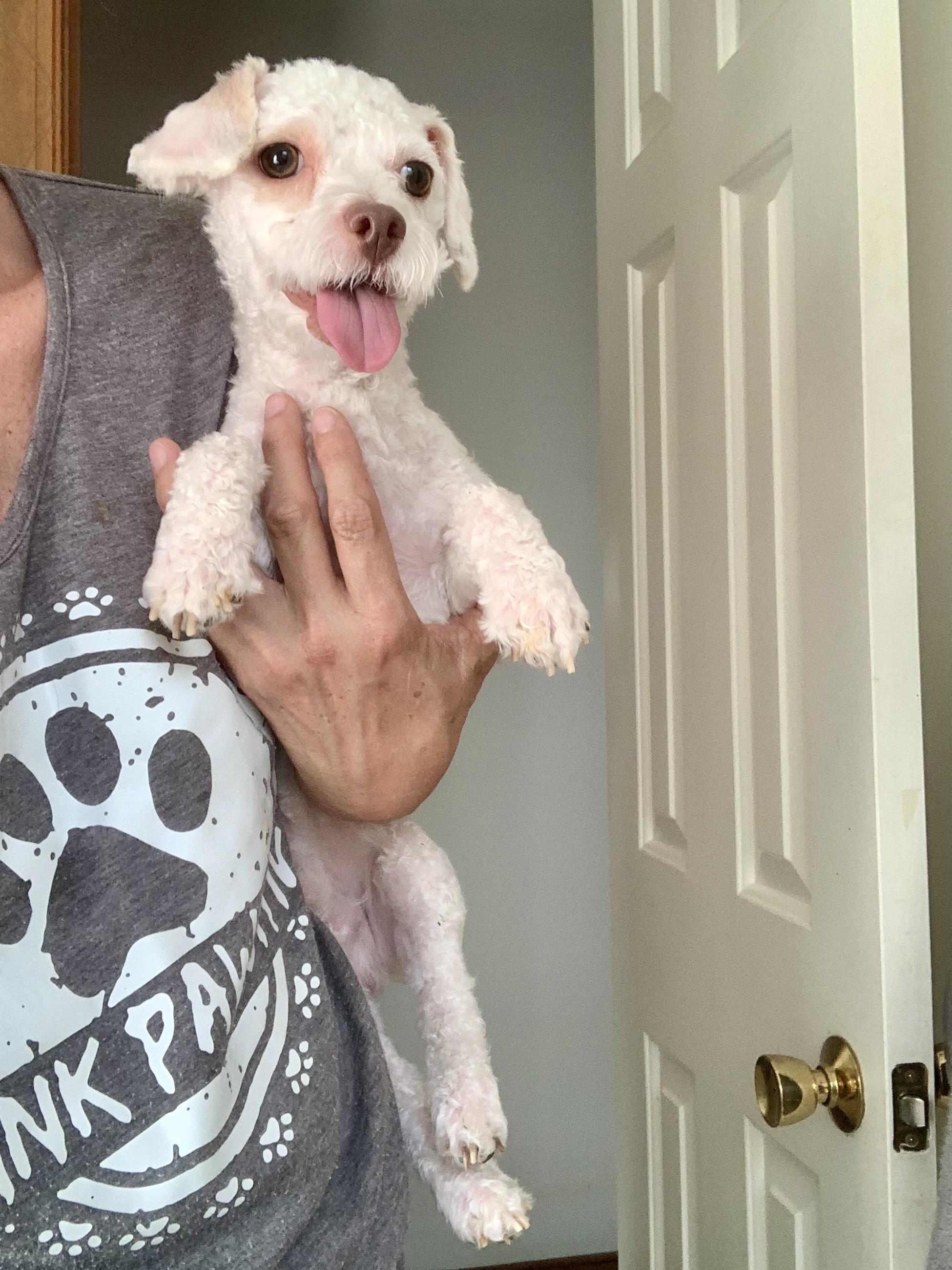 Enlarge Peppy , a ADOPTABLE Poodle (Toy) in Richmond, VA image 3/4