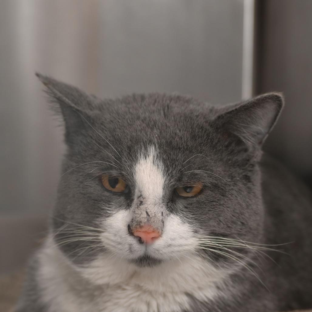 Enlarge Ghost, a Adoptable Domestic Short Hair in Ottawa, KS image 1/1