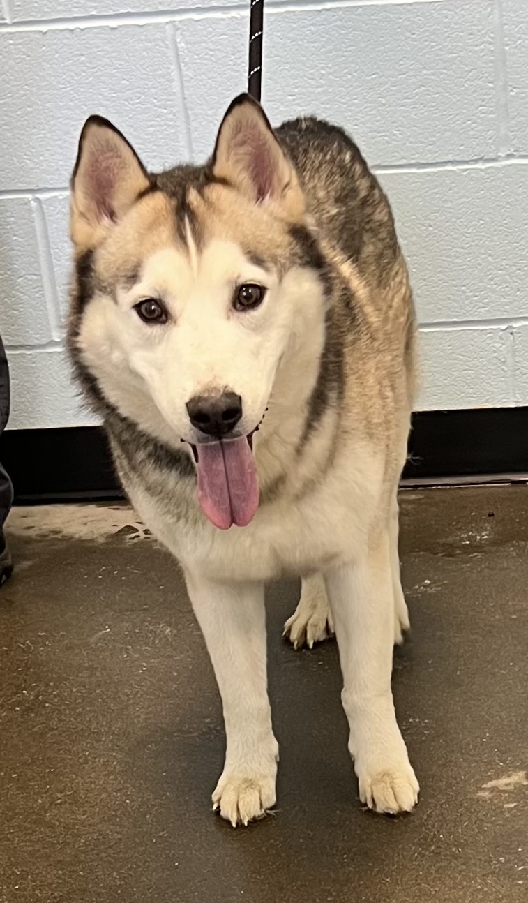 Enlarge Tubbs, a Adopted mixed breed in Winchester, KY image 1/1