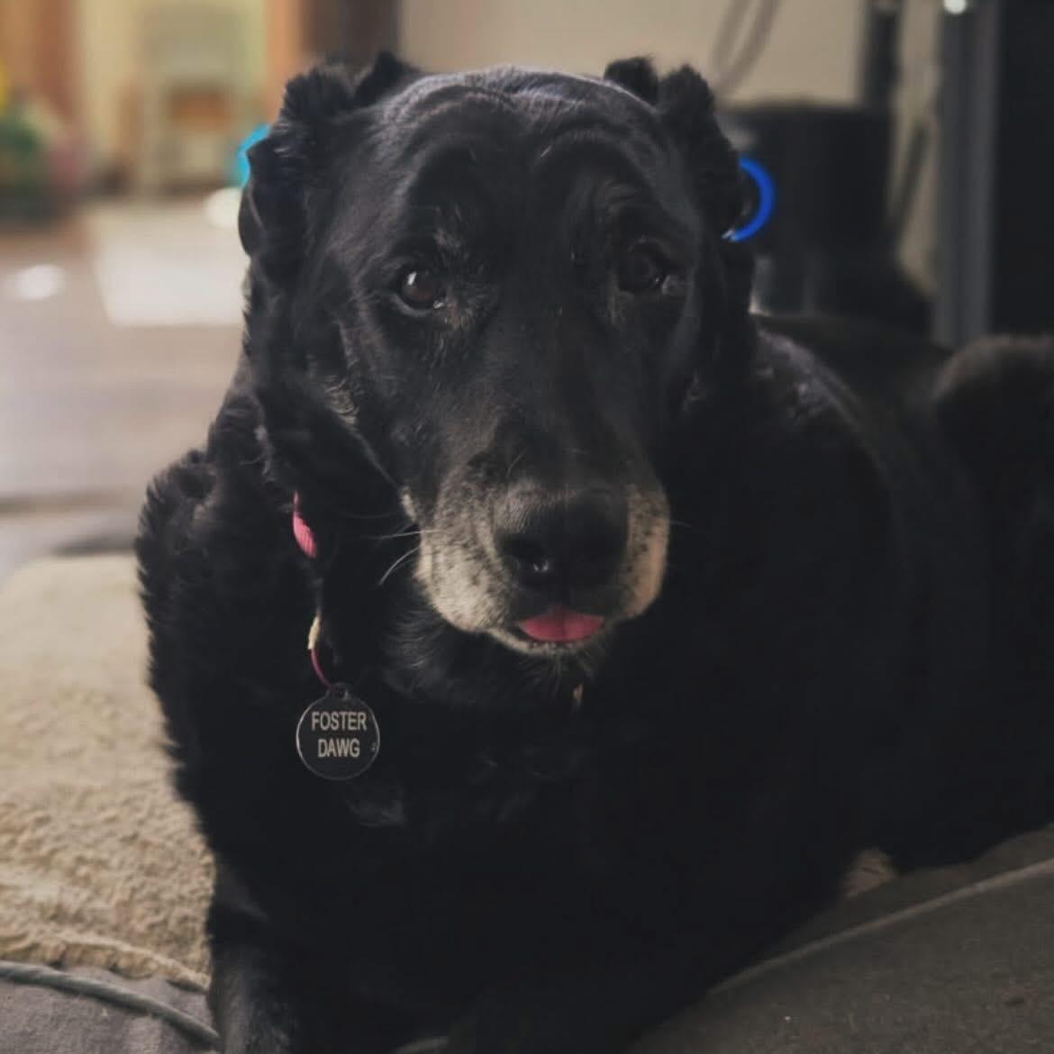 Enlarge Sadie, a ADOPTABLE Black Labrador Retriever in West Falls, NY image 1/5