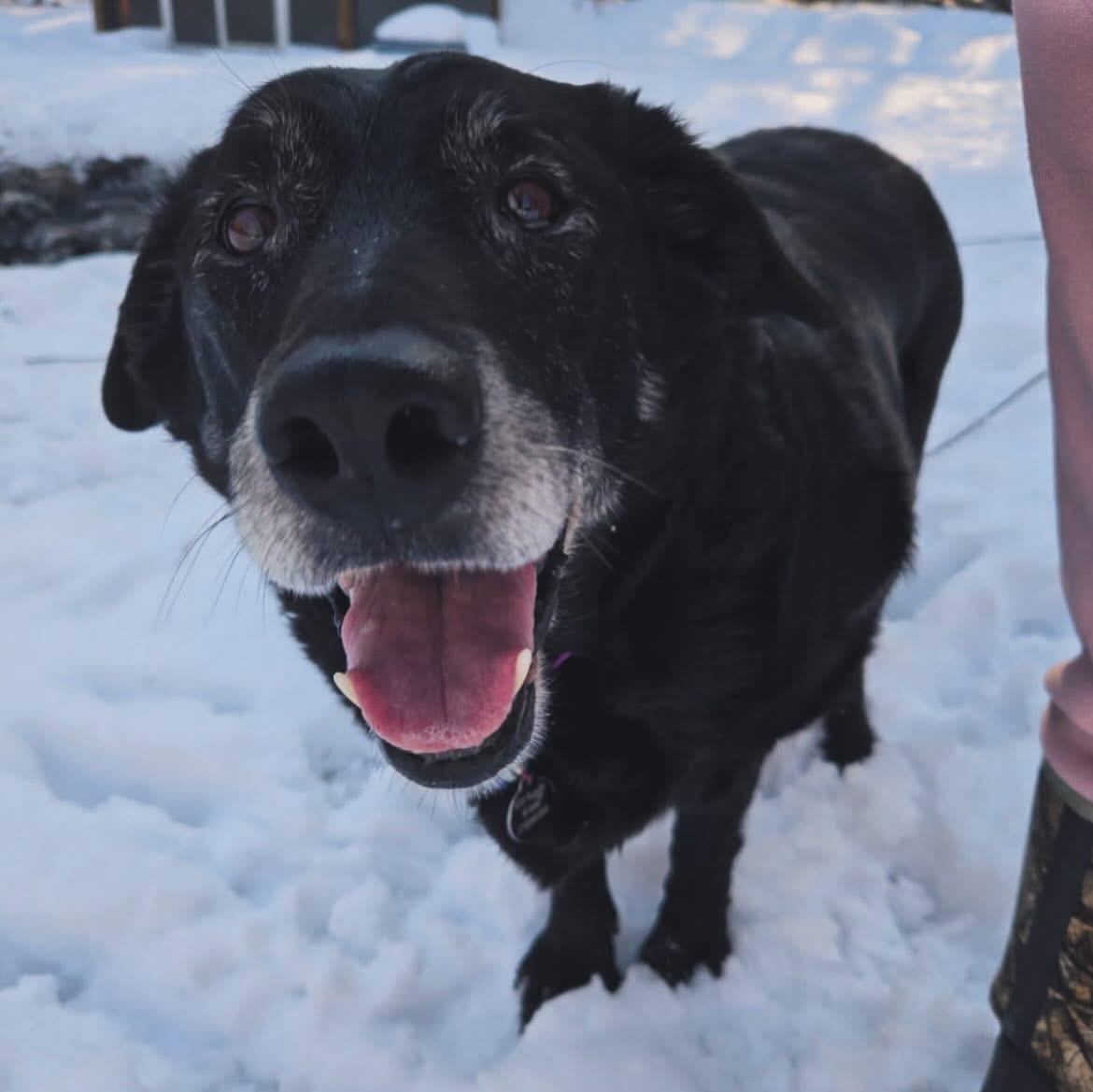 Enlarge Sadie, a ADOPTABLE Black Labrador Retriever in West Falls, NY image 4/5