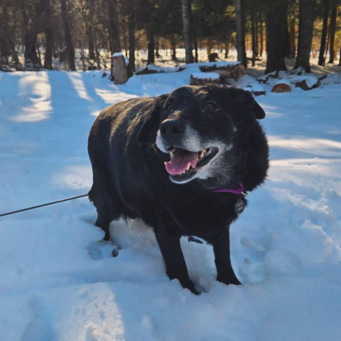Enlarge Sadie, a ADOPTABLE Black Labrador Retriever in West Falls, NY image 5/5