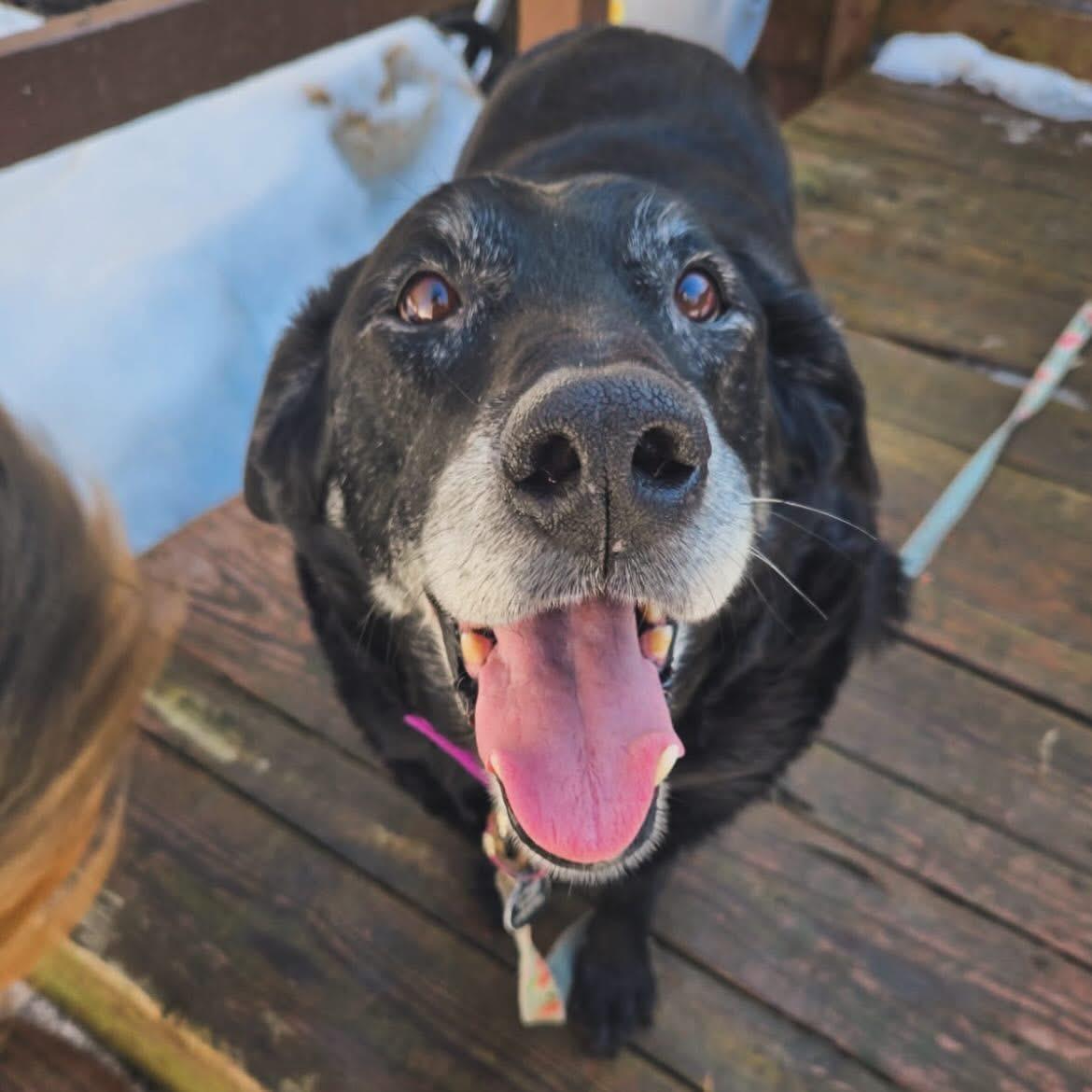 Enlarge Sadie, a ADOPTABLE Black Labrador Retriever in West Falls, NY image 2/5