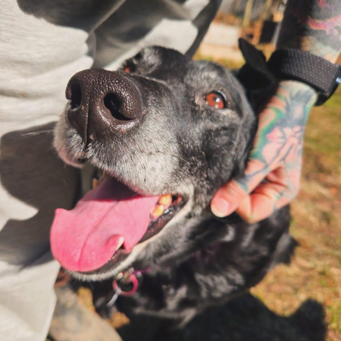 Enlarge Sadie, a ADOPTABLE Black Labrador Retriever in West Falls, NY image 3/5