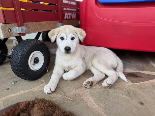 Enlarge Katya, a Adoptable mixed breed in Dale, TX image 2/3