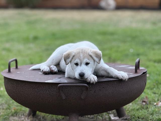 Katya, Adoptable, Puppy Female Siberian Husky.