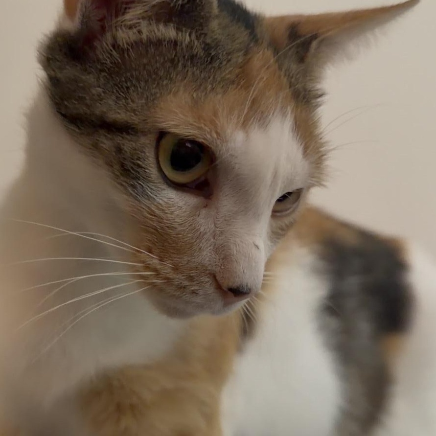 Enlarge twinkle toes, an adopted mixed breed in Leland, NC image 4/6