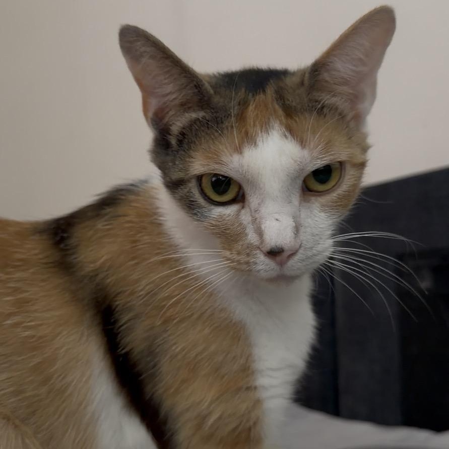 Enlarge twinkle toes, an adopted mixed breed in Leland, NC image 6/6