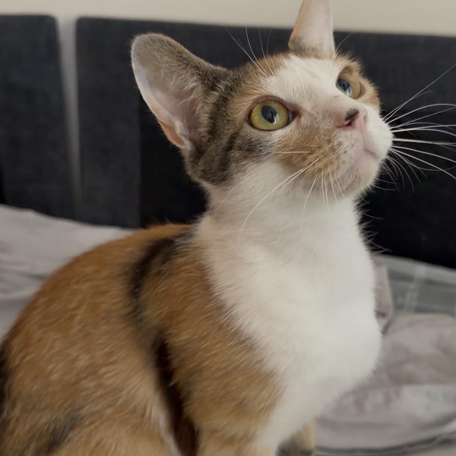 Enlarge twinkle toes, an adopted mixed breed in Leland, NC image 2/6