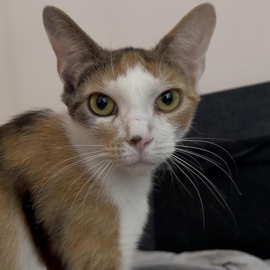 Enlarge twinkle toes, an adopted mixed breed in Leland, NC image 3/6