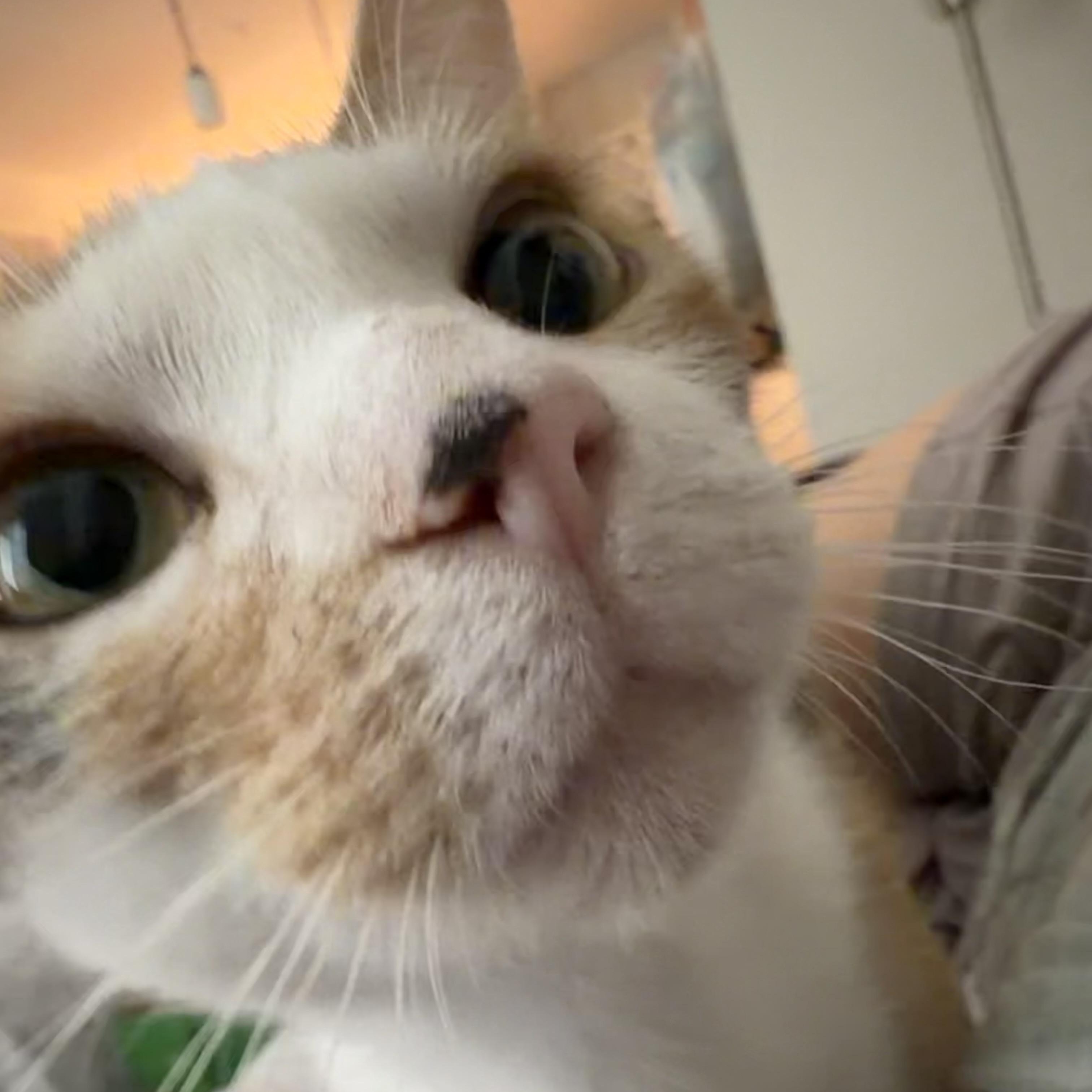 twinkle toes, adopted, Young Female Calico & Sphynx / Hairless Cat.
