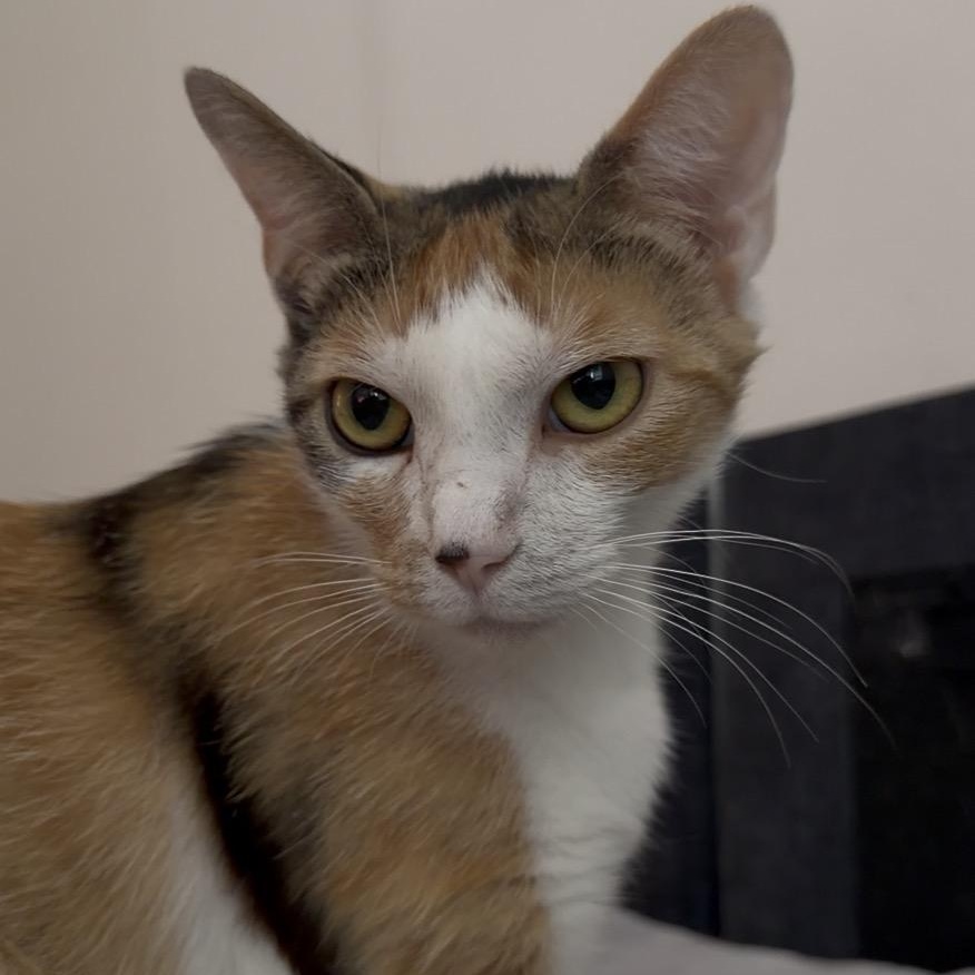 Enlarge twinkle toes, an adopted mixed breed in Leland, NC image 5/6