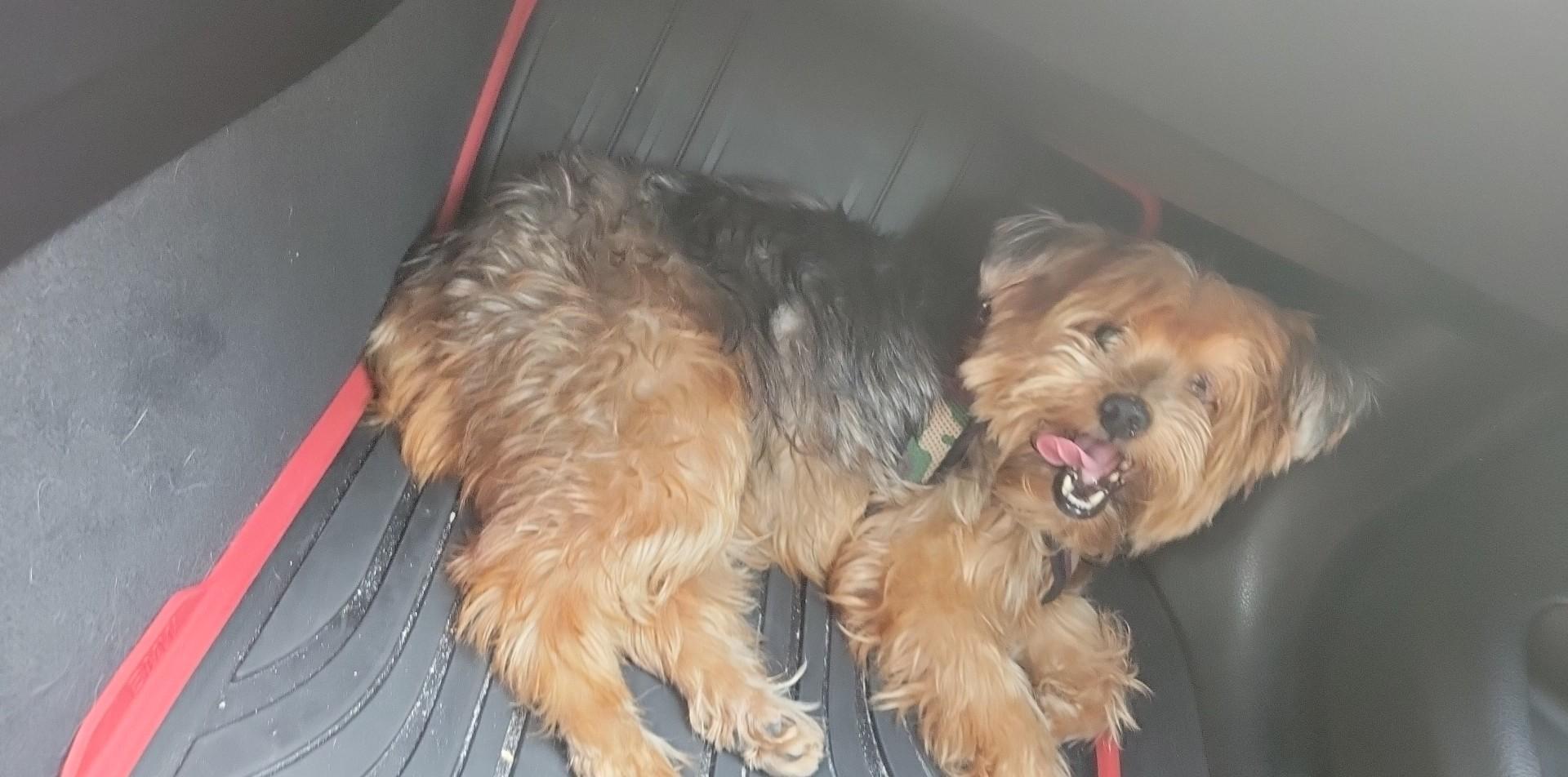 Ulysses, Adopted, Senior Male Yorkshire Terrier.