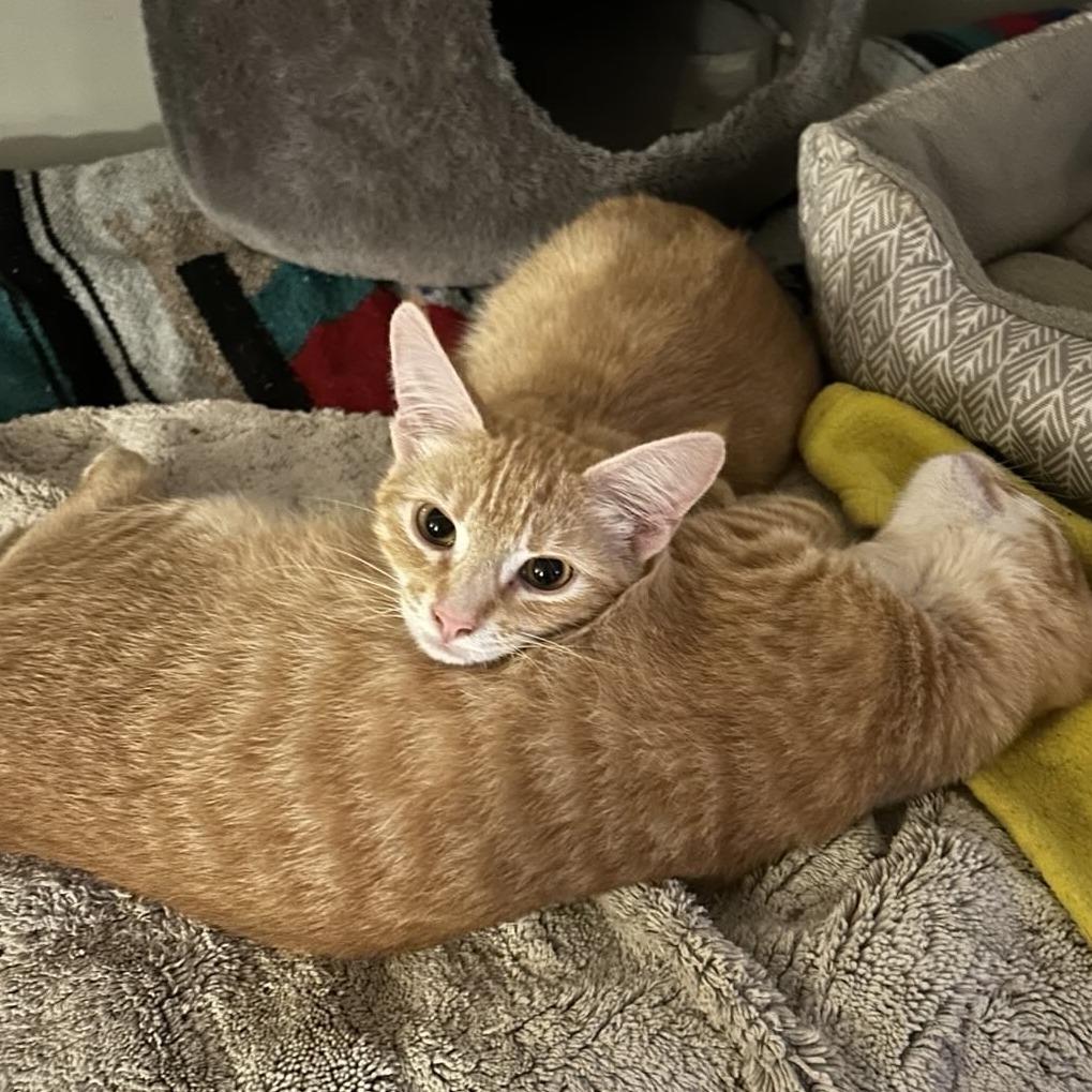 Enlarge Tod, a Adoptable Domestic Short Hair in Elverta, CA image 2/3