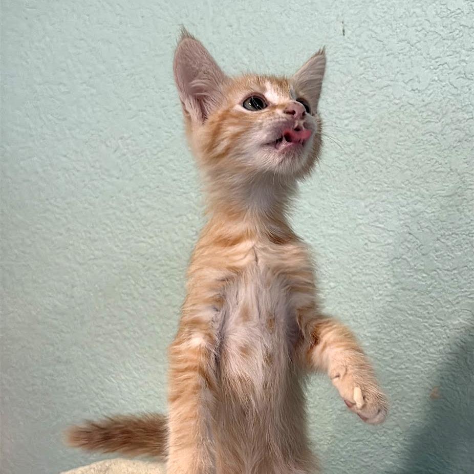 Enlarge Tod, a Adoptable Domestic Short Hair in Elverta, CA image 3/3