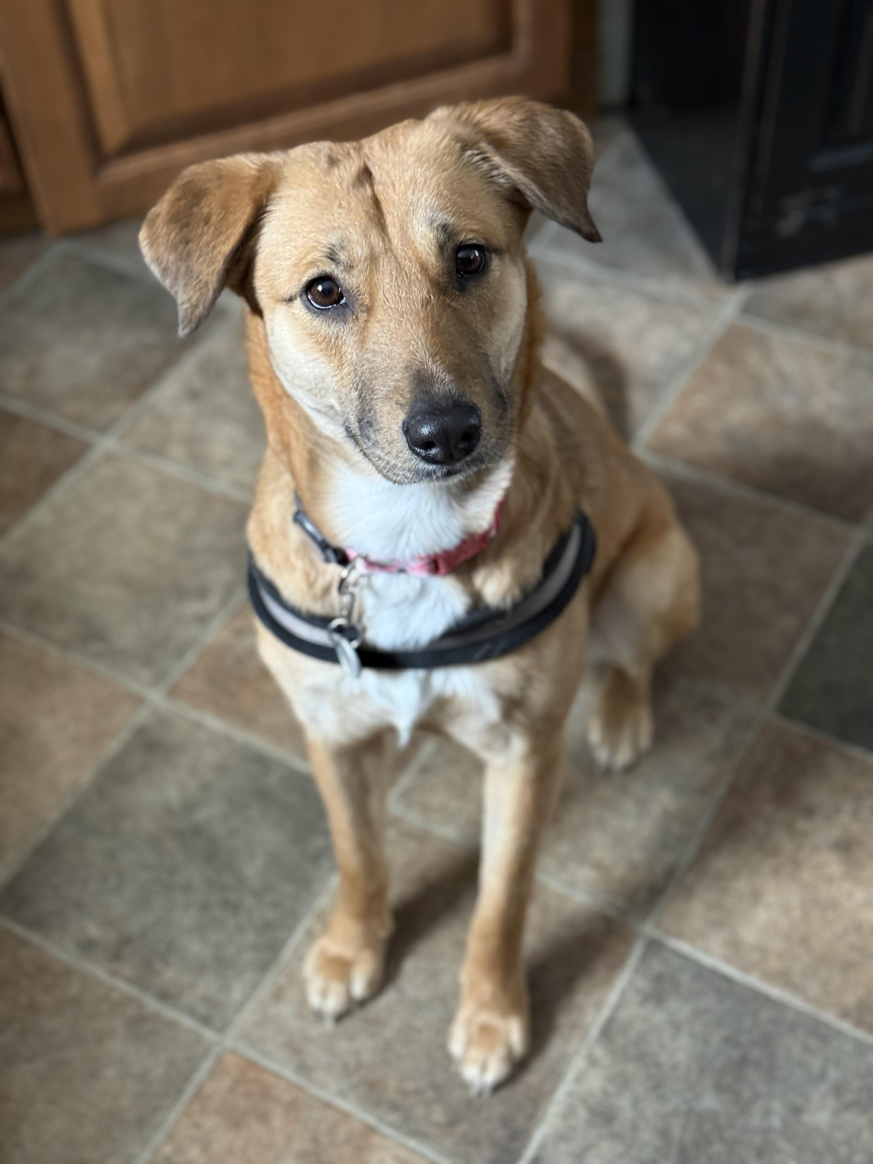 Enlarge Delicata, an adopted mixed breed in Simsbury, CT image 2/6