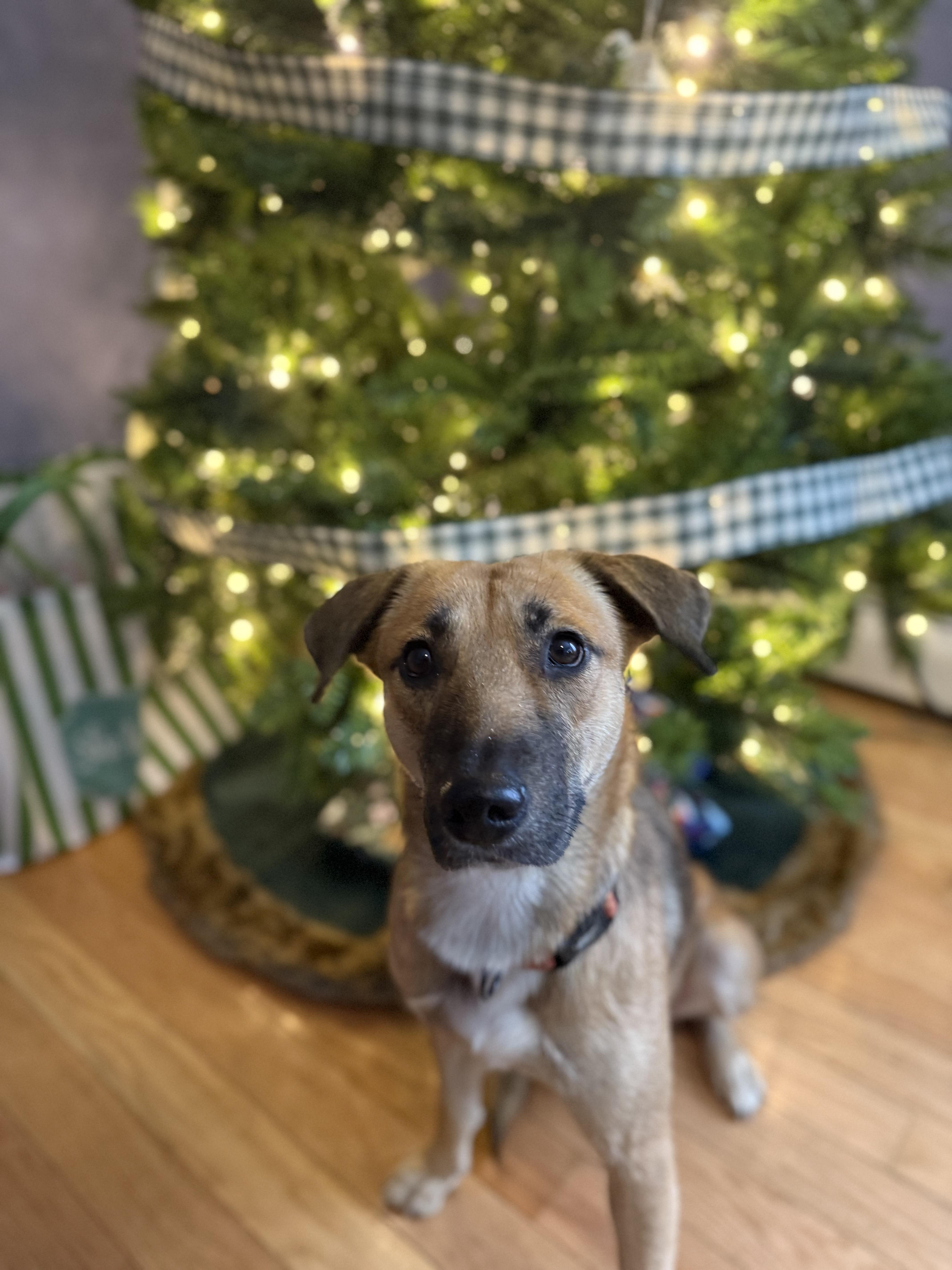 Enlarge Delicata, a ADOPTABLE mixed breed in Simsbury, CT image 6/6