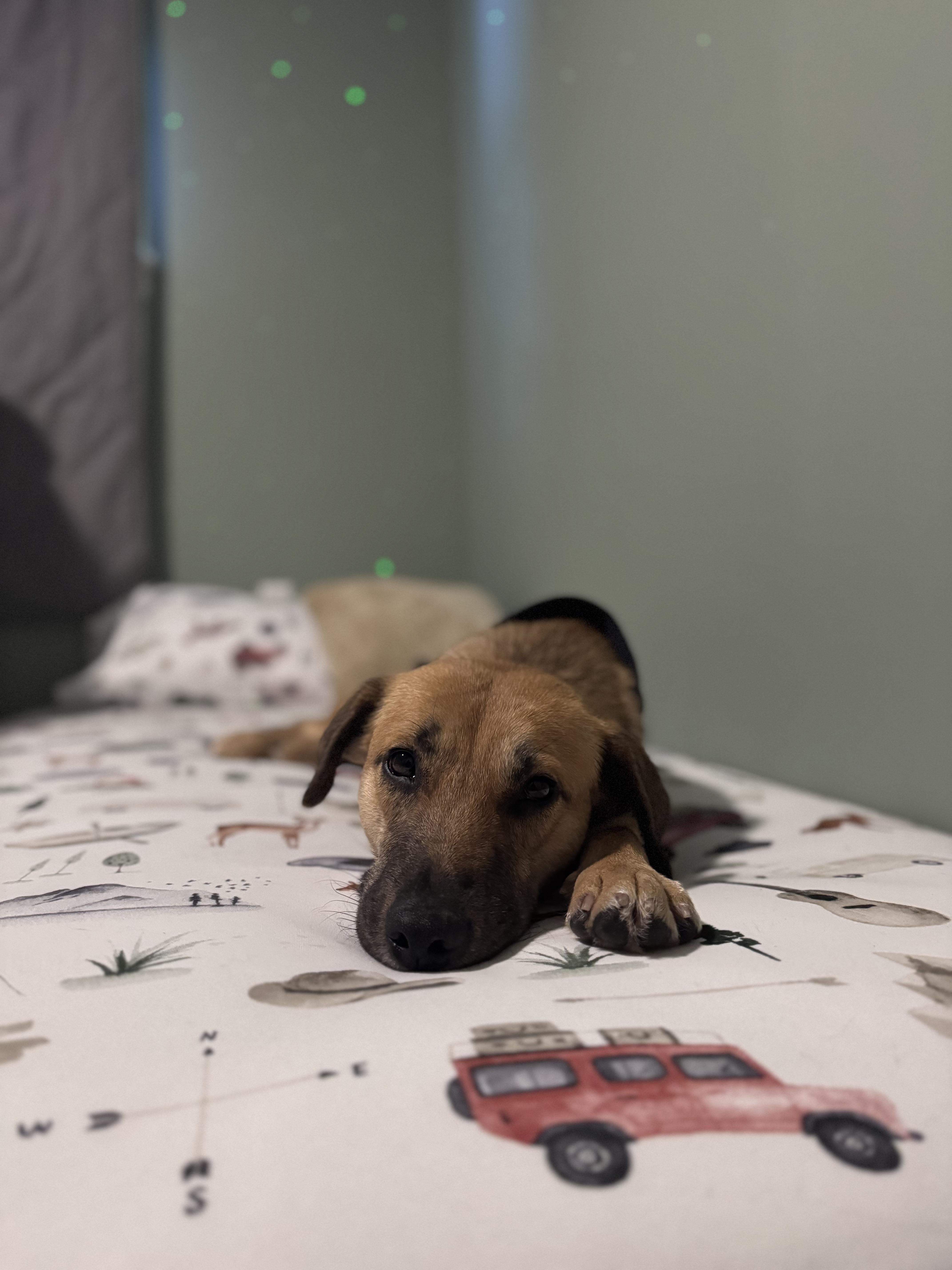 Enlarge Delicata, a ADOPTABLE mixed breed in Simsbury, CT image 3/6