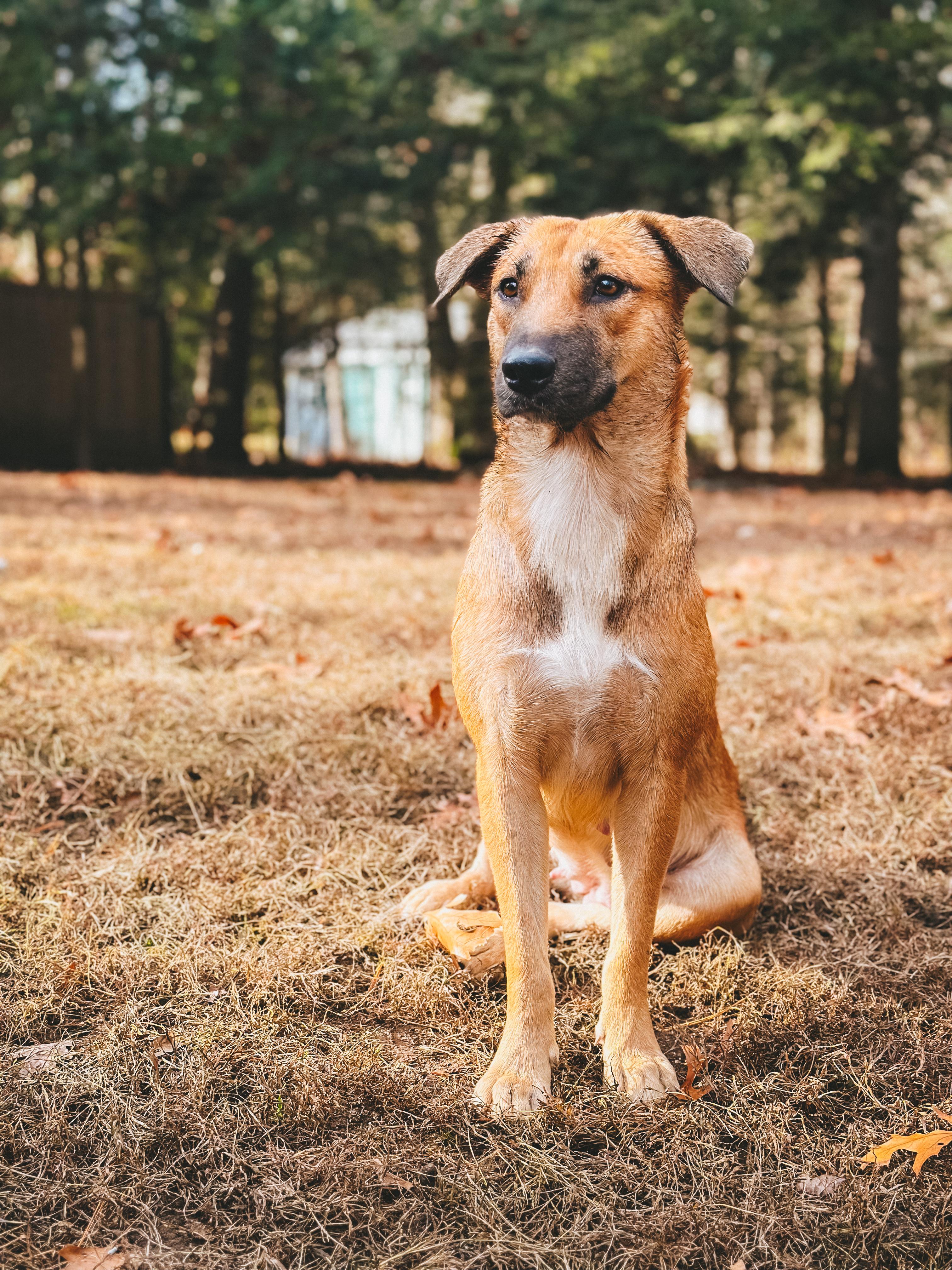 Enlarge Delicata, a ADOPTABLE mixed breed in Simsbury, CT image 1/6
