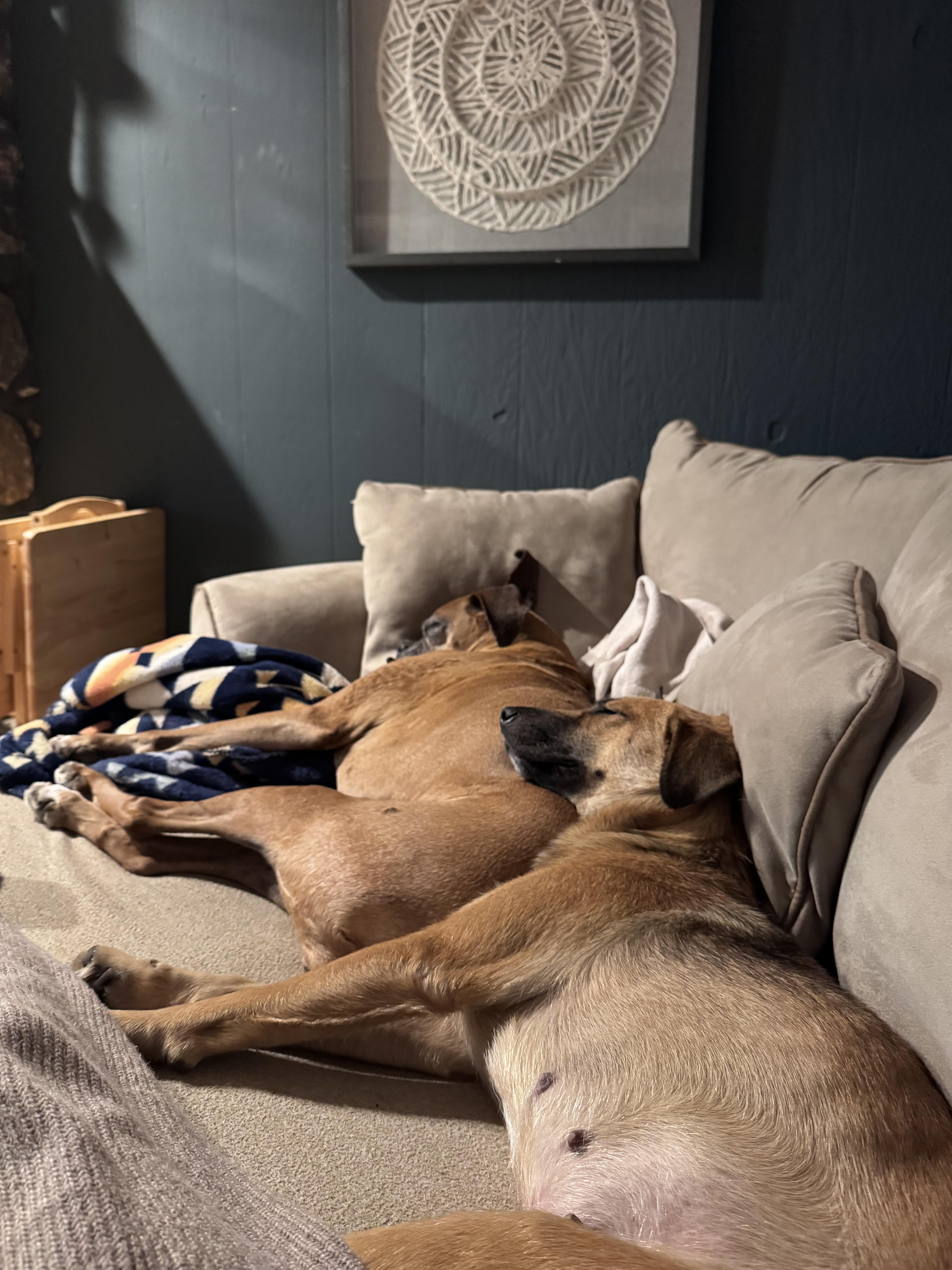 Delicata thumbnail 4