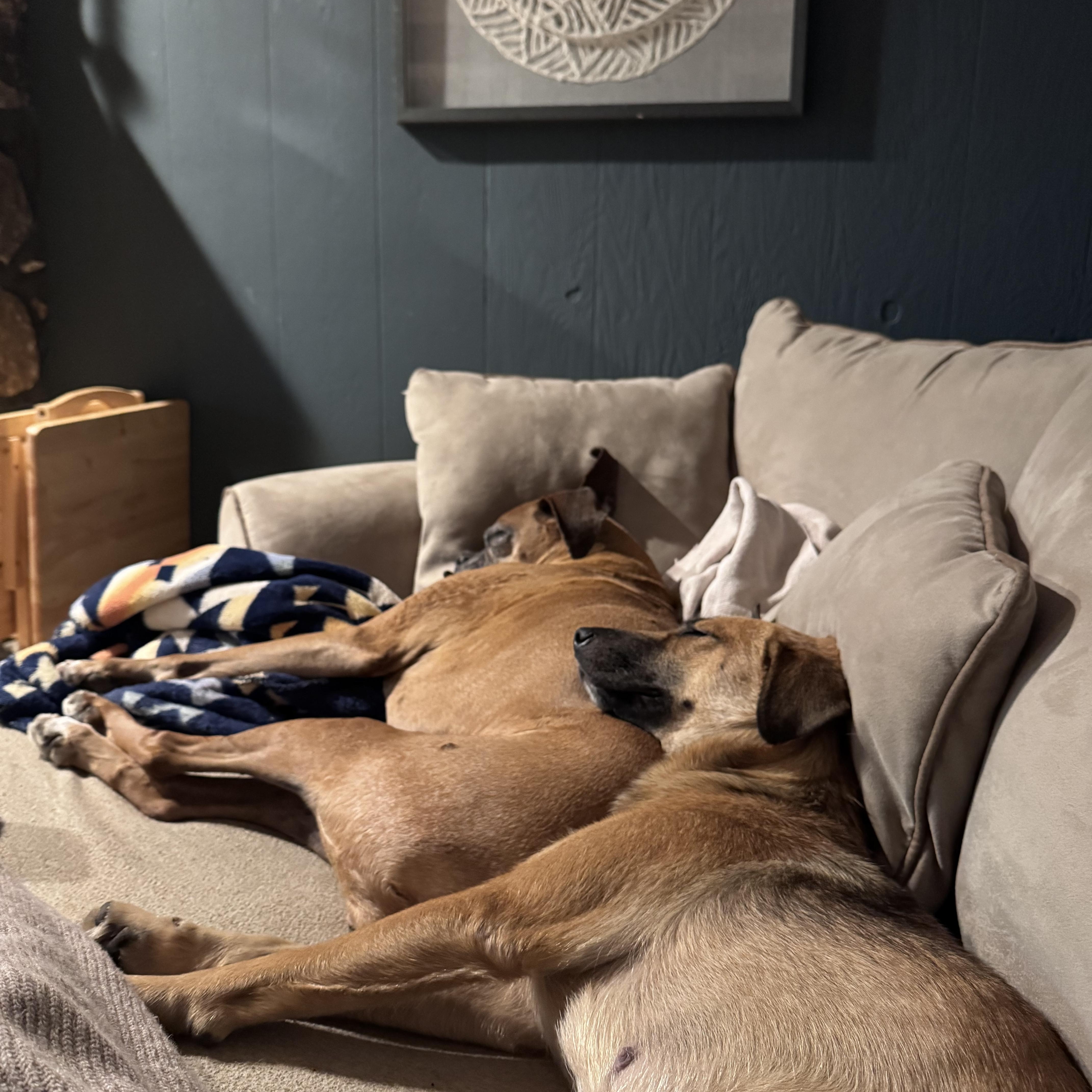 Enlarge Delicata, an adopted mixed breed in Simsbury, CT image 4/6