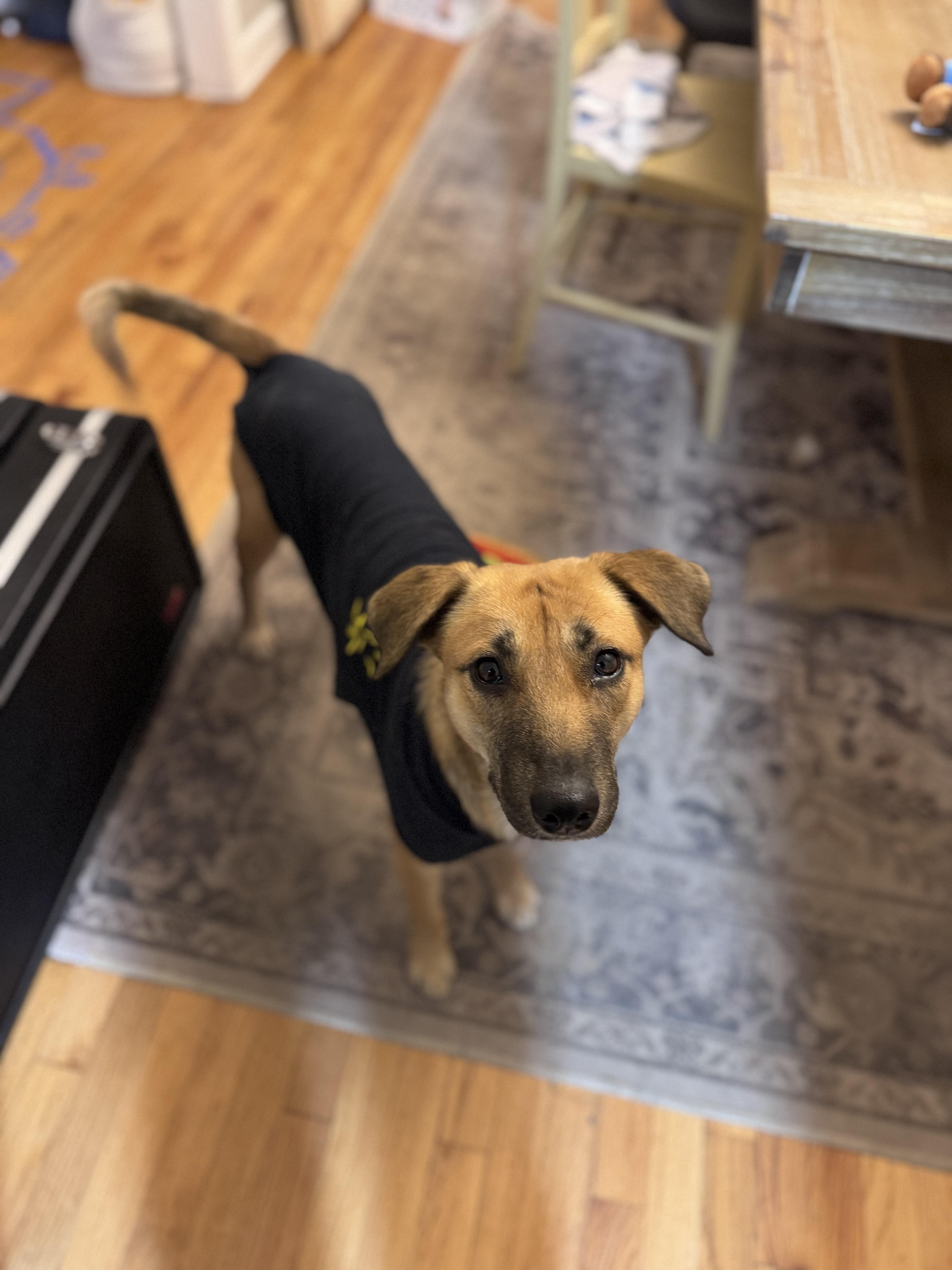 Enlarge Delicata, a ADOPTABLE mixed breed in Simsbury, CT image 2/6