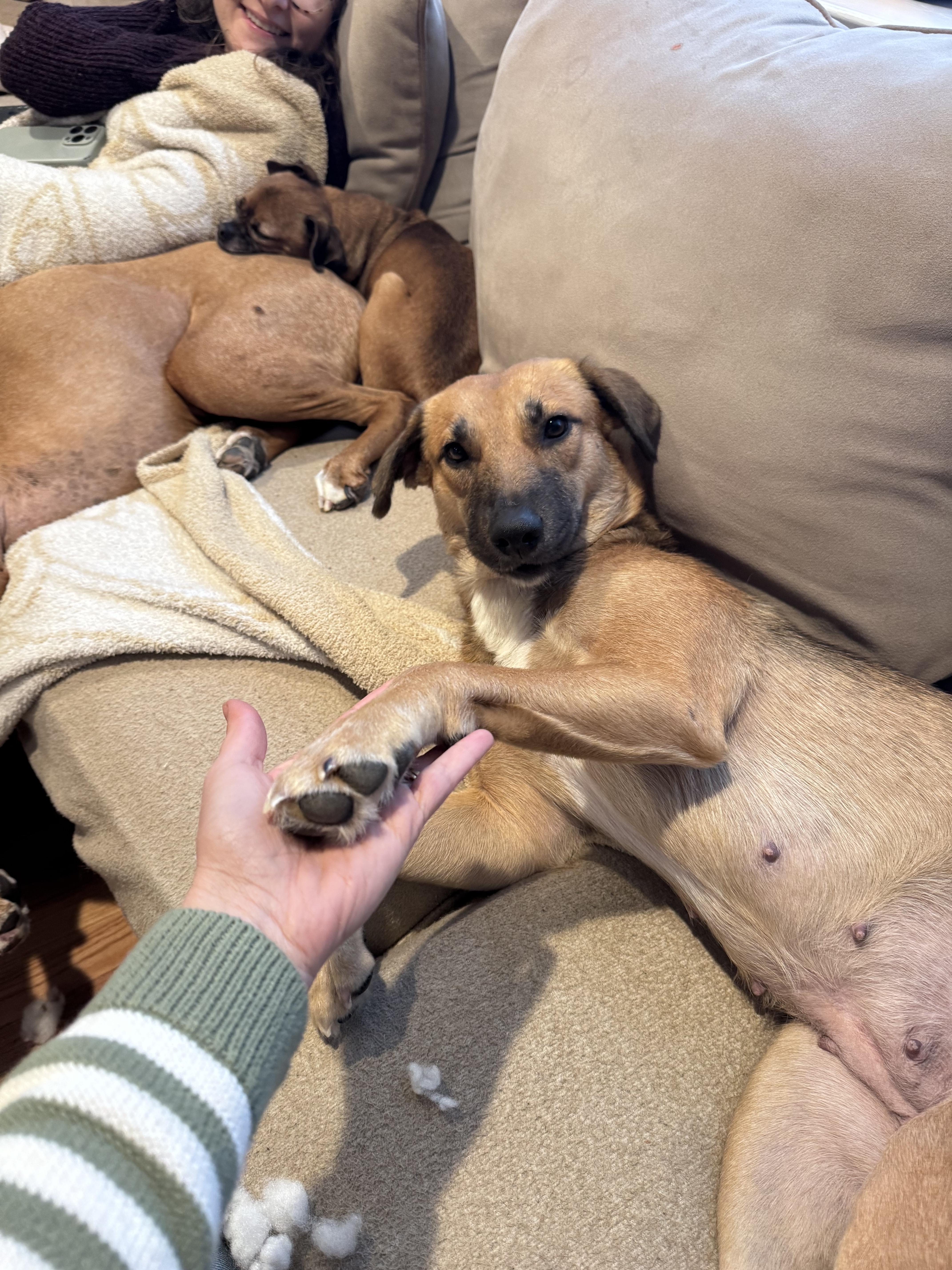 Enlarge Delicata, a ADOPTABLE mixed breed in Simsbury, CT image 5/6