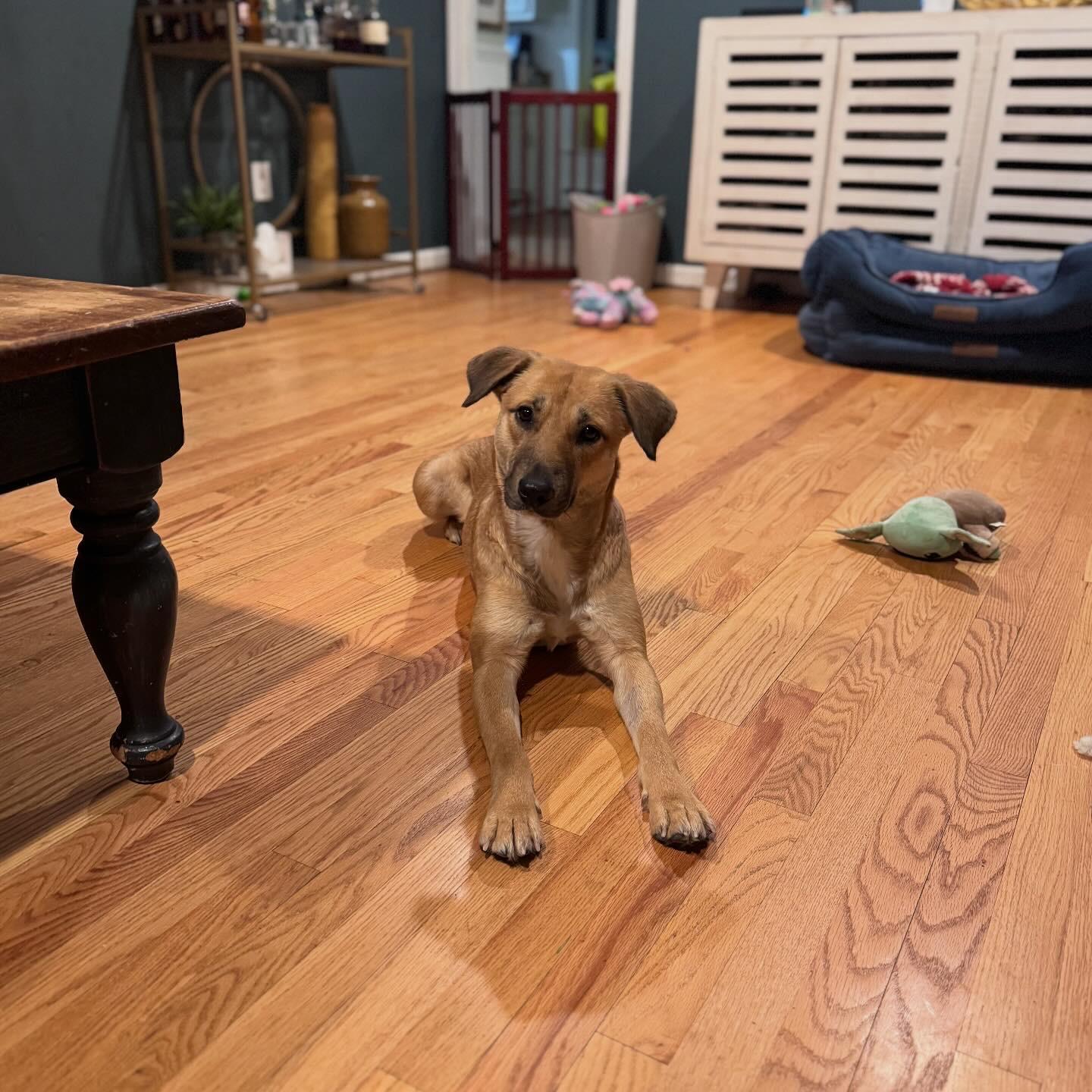 Enlarge Delicata, an adopted mixed breed in Simsbury, CT image 6/6