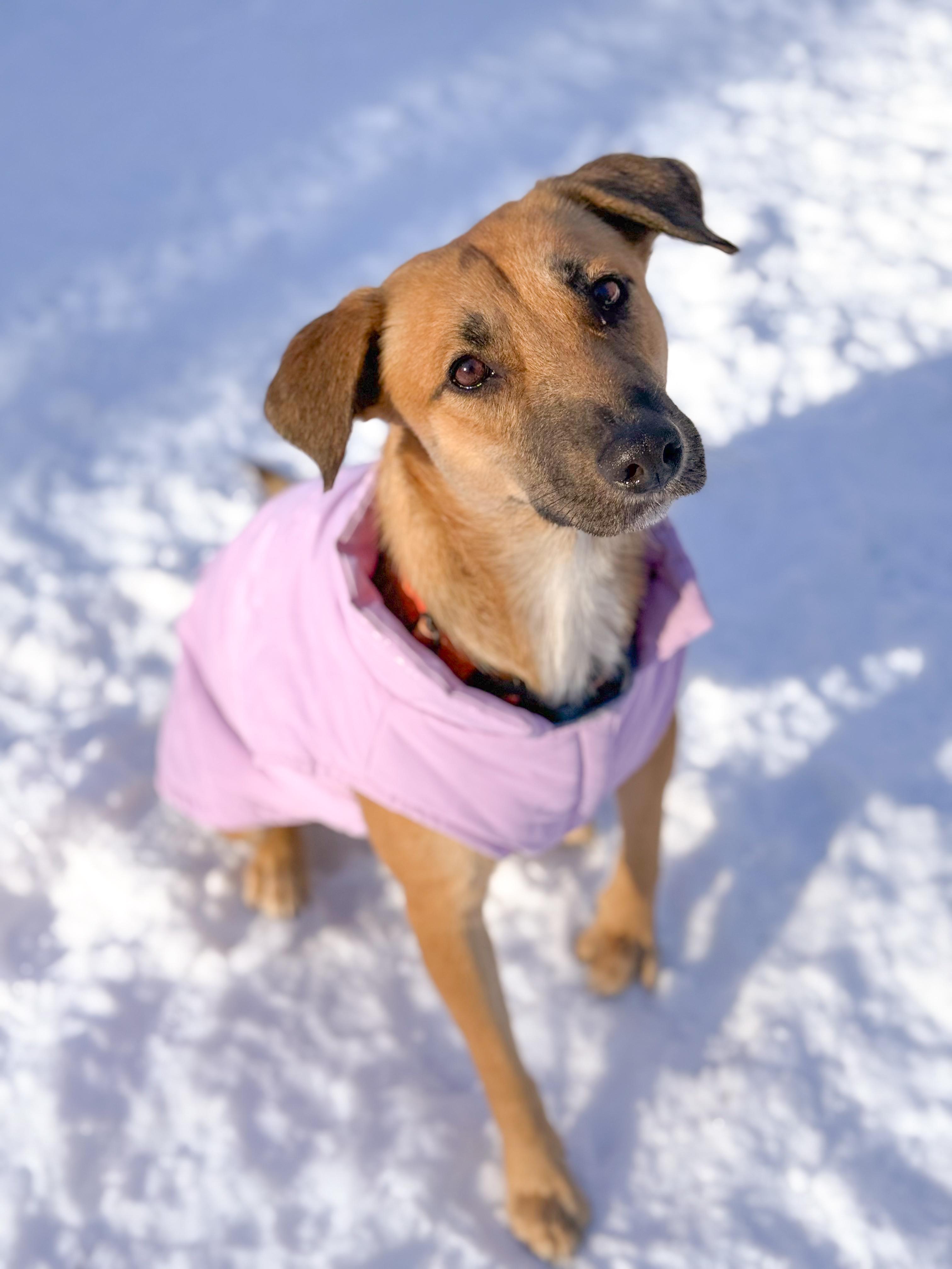 Enlarge Delicata, an adopted mixed breed in Simsbury, CT image 1/6