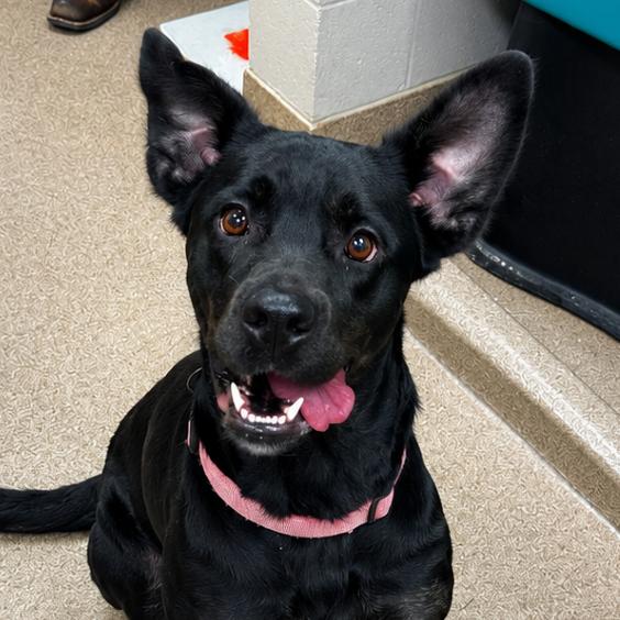 Battie, Adoptable, Adult Female Black Labrador Retriever & Black Labrador Retriever.