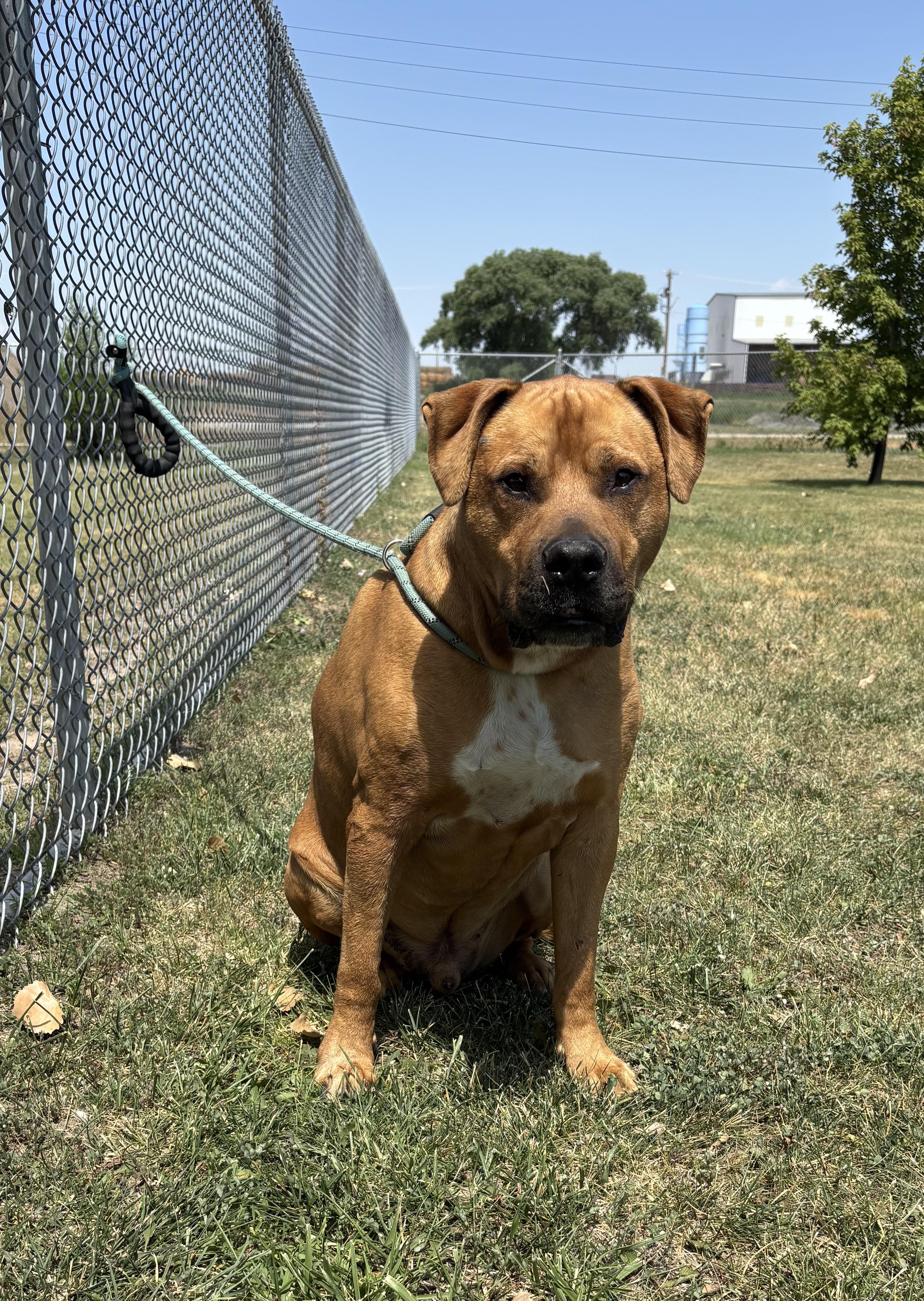 Bru, Adoptable, Adult Male Boxer & Pit Bull Terrier.