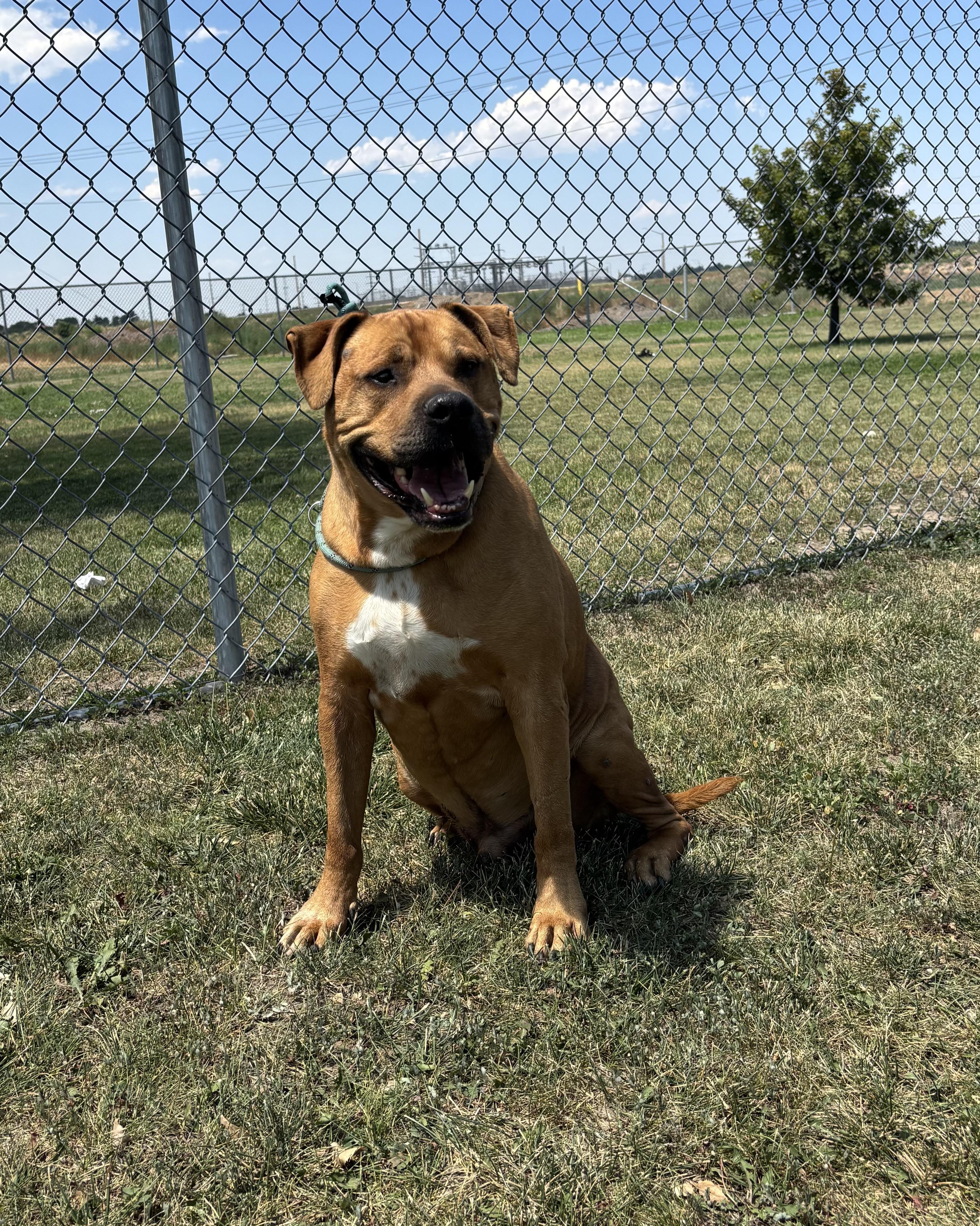 Bru, an adoptable Boxer, Pit Bull Terrier in Torrington, WY, 82240 | Photo Image 3