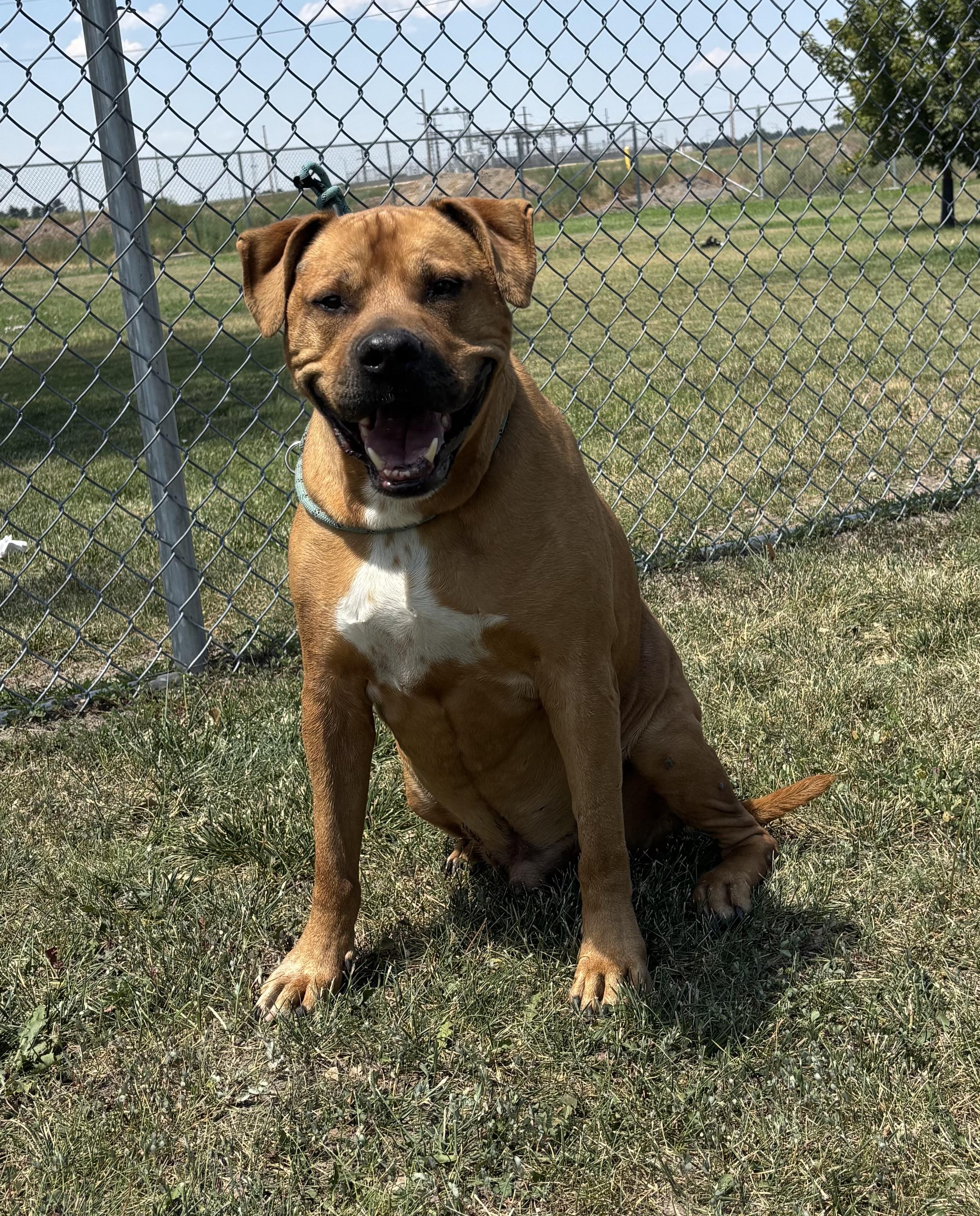Bru, an adoptable Boxer, Pit Bull Terrier in Torrington, WY, 82240 | Photo Image 2
