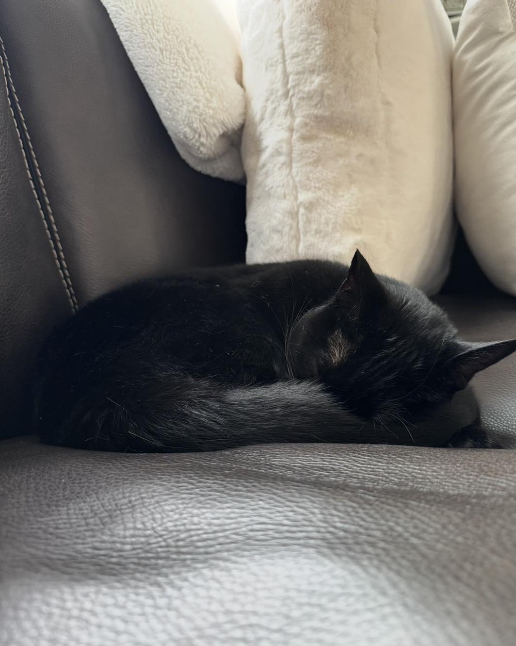 Enlarge Bundt, a ADOPTABLE Domestic Short Hair in Horsham, PA image 2/3