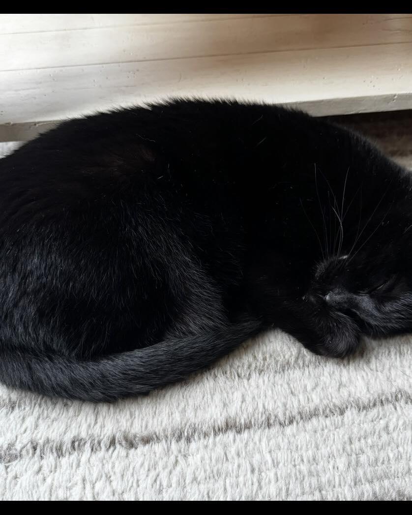 Enlarge Bundt, a ADOPTABLE Domestic Short Hair in Horsham, PA image 3/3