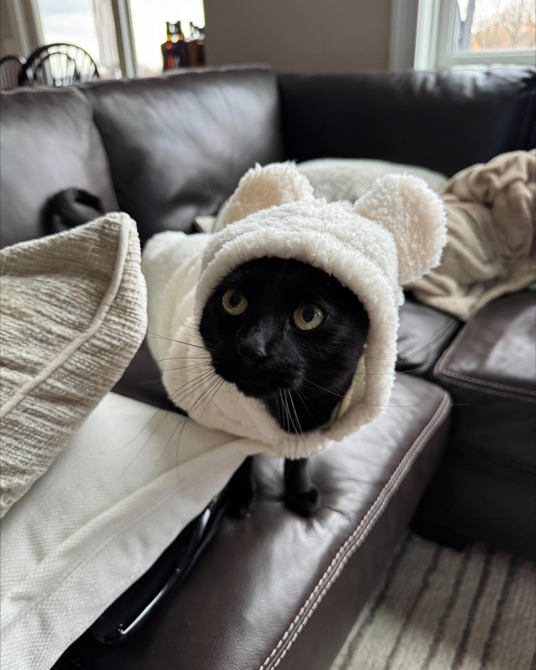 Bundt, ADOPTABLE, Adult Male Domestic Short Hair.