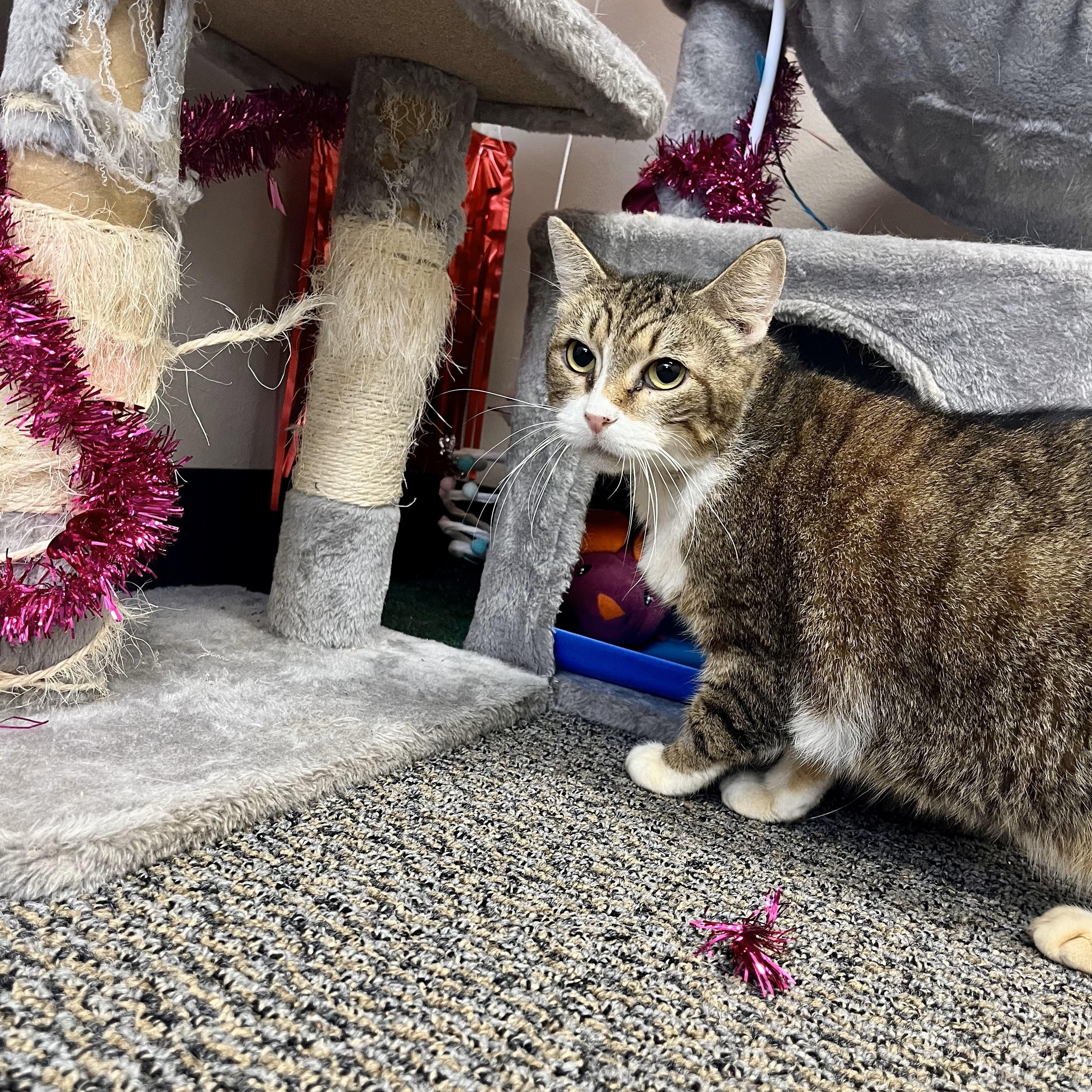 Nef'ertiti — thumbnail 2