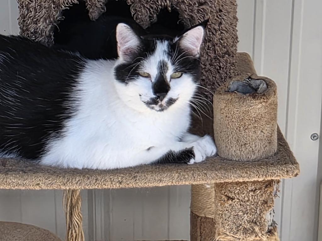 Enlarge Charlie, an adopted mixed breed in Thayne, WY image 1/1