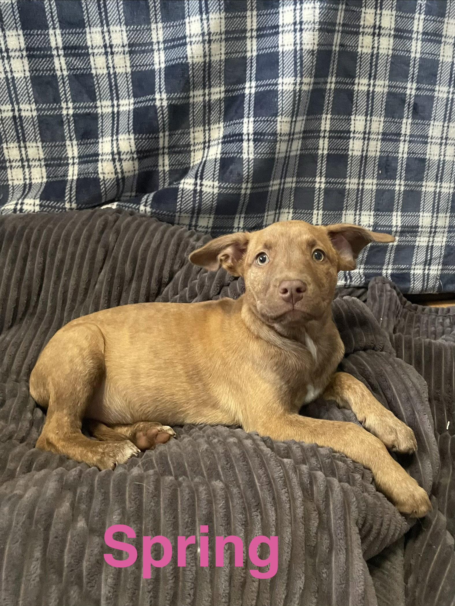 Spring, Adopted, Puppy Female Terrier.