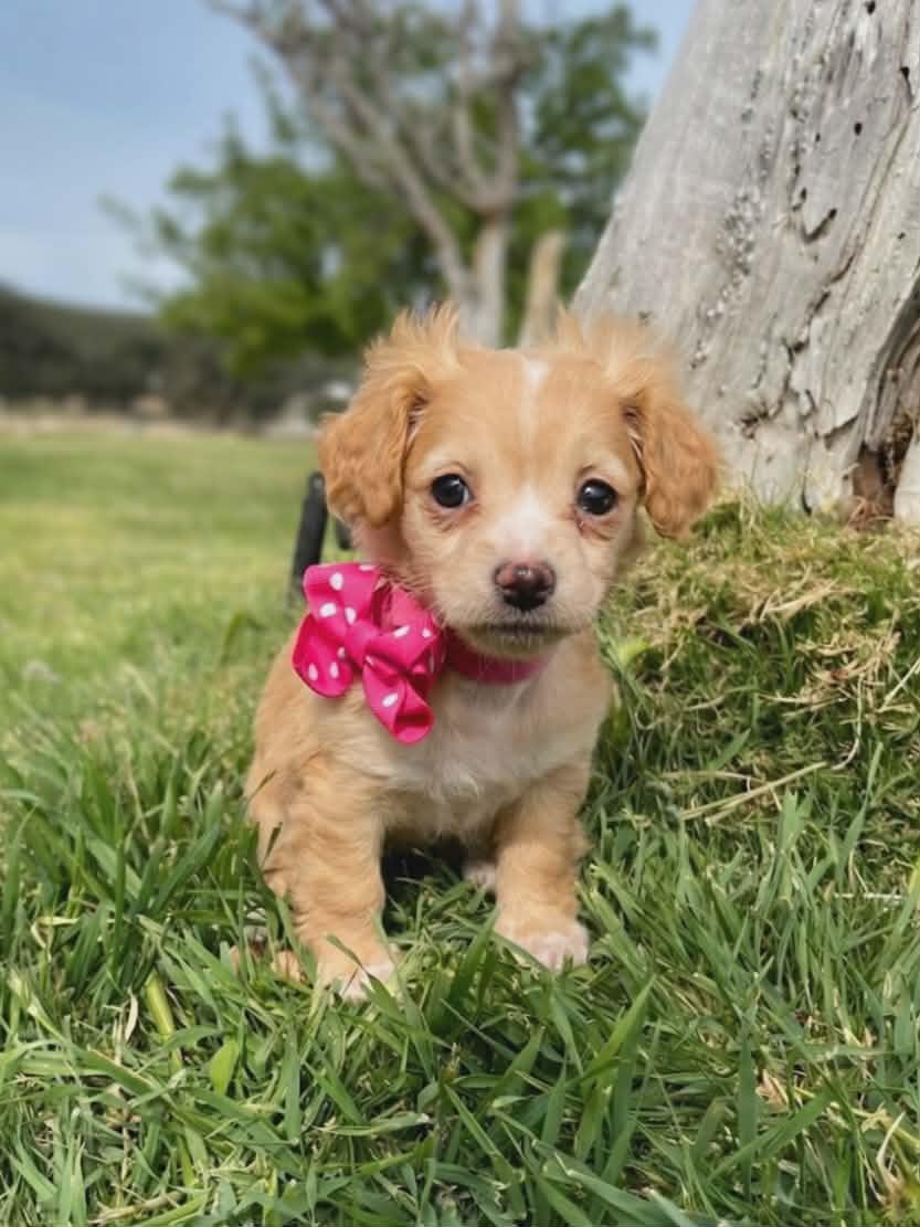 Enlarge Creamsicle, an adopted mixed breed in Temecula, CA image 1/2