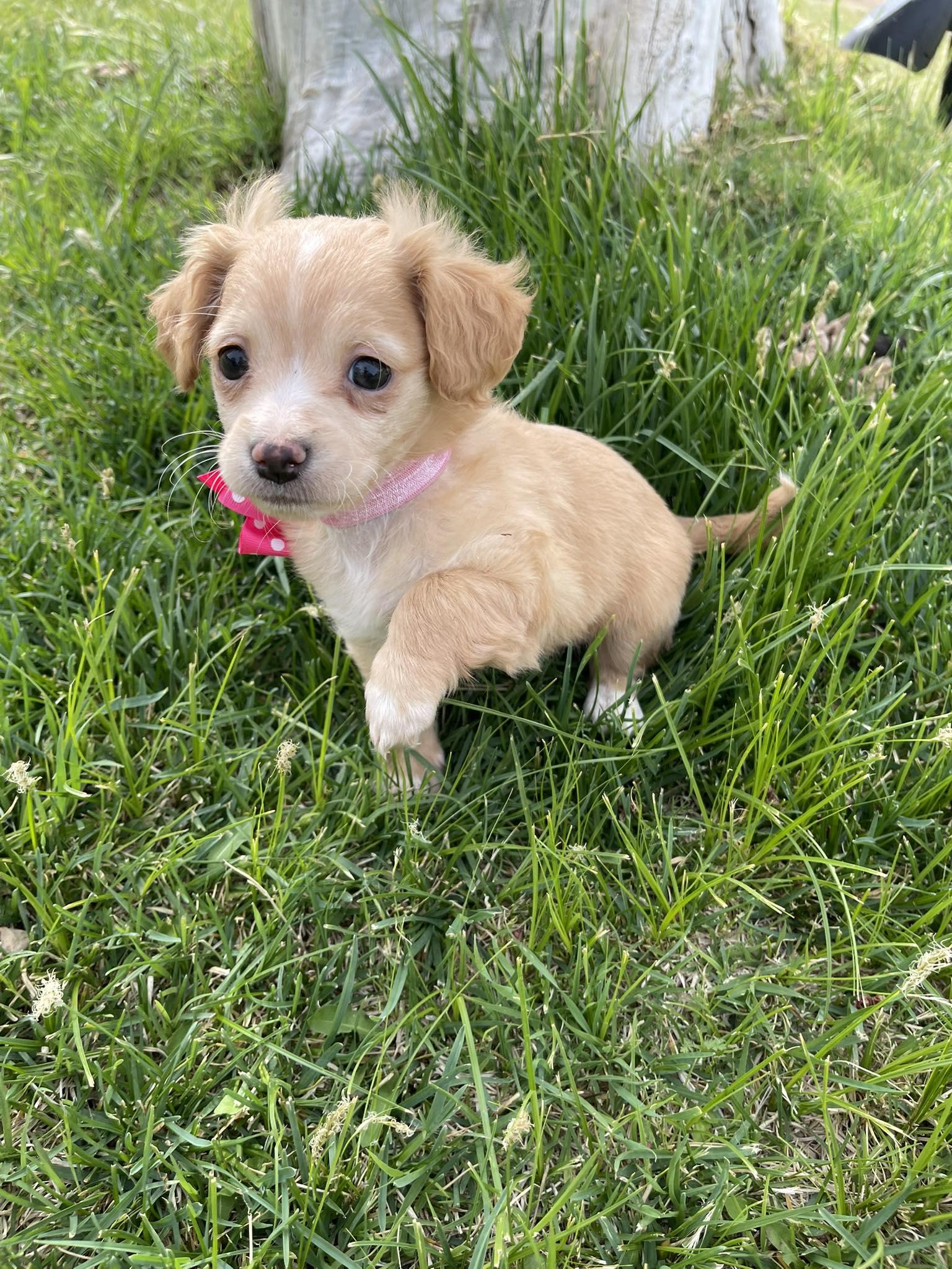 Enlarge Creamsicle, an adopted mixed breed in Temecula, CA image 2/2