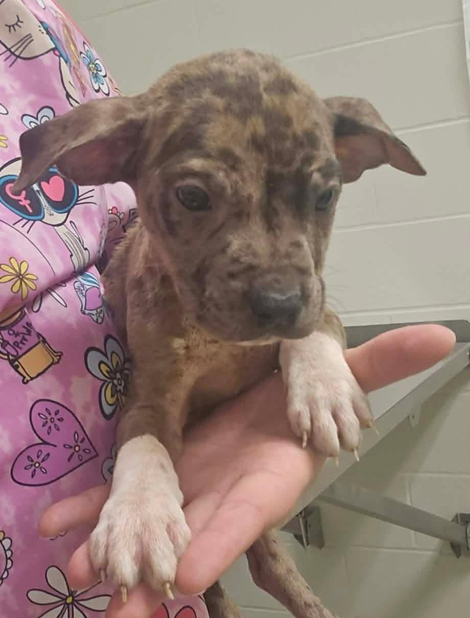 Luigi, a ADOPTABLE Mixed Breed in Cedar Rapids, IA image 3/5