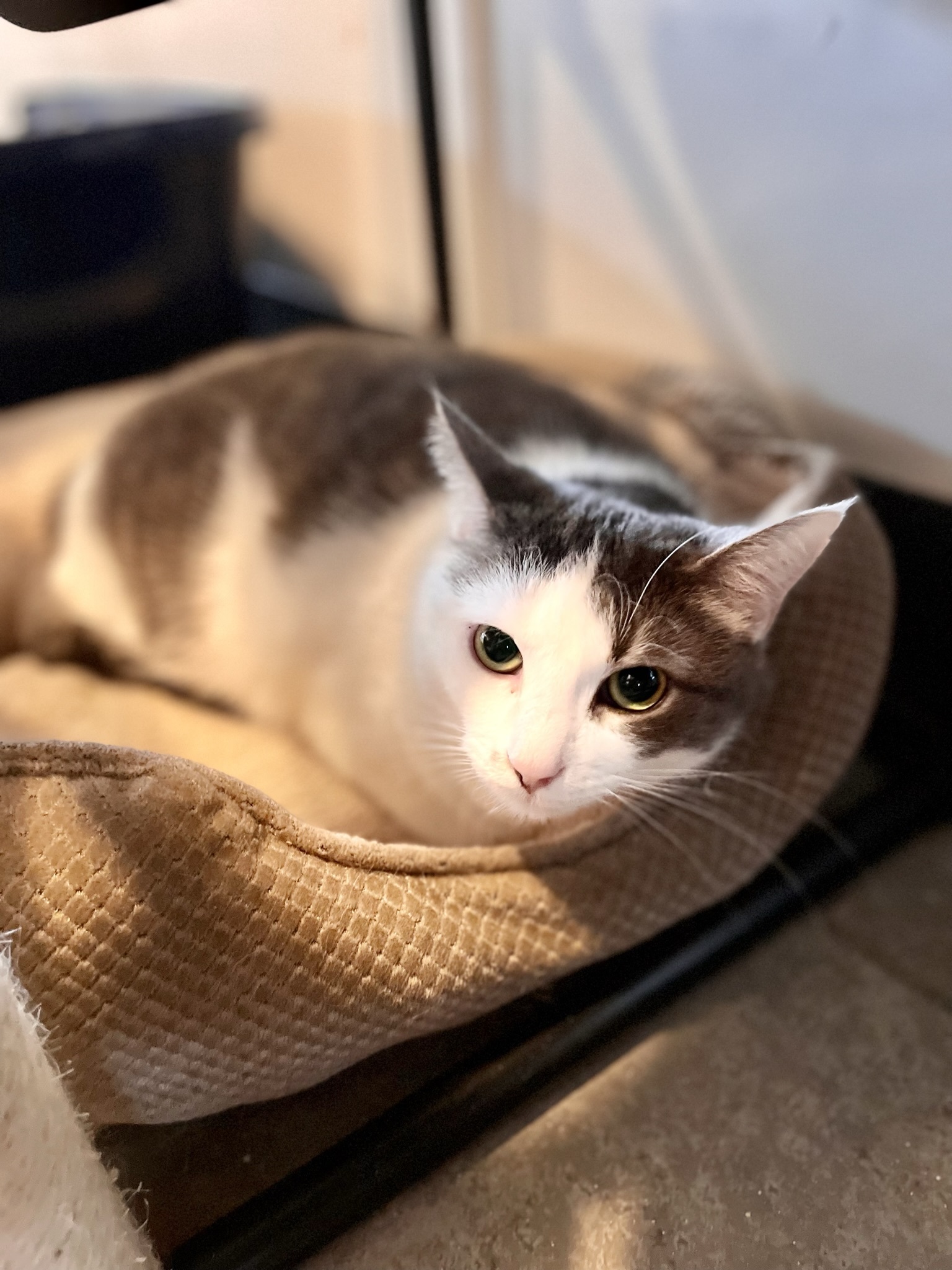 Trailee, Adoptable, Adult Female Domestic Short Hair.