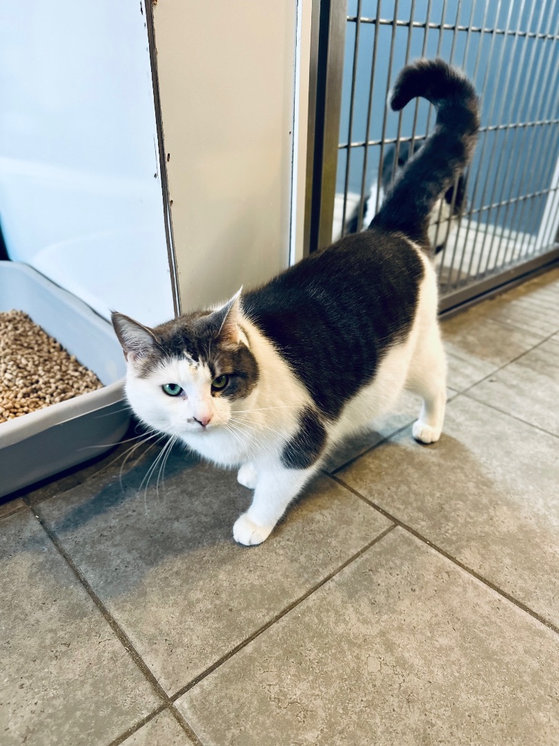 Trailee, a Adoptable mixed breed in Stanton, MI image 2/13