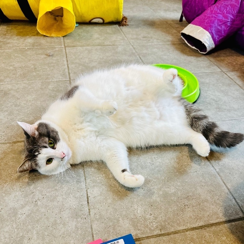 Trailee, a Adoptable mixed breed in Stanton, MI image 3/13